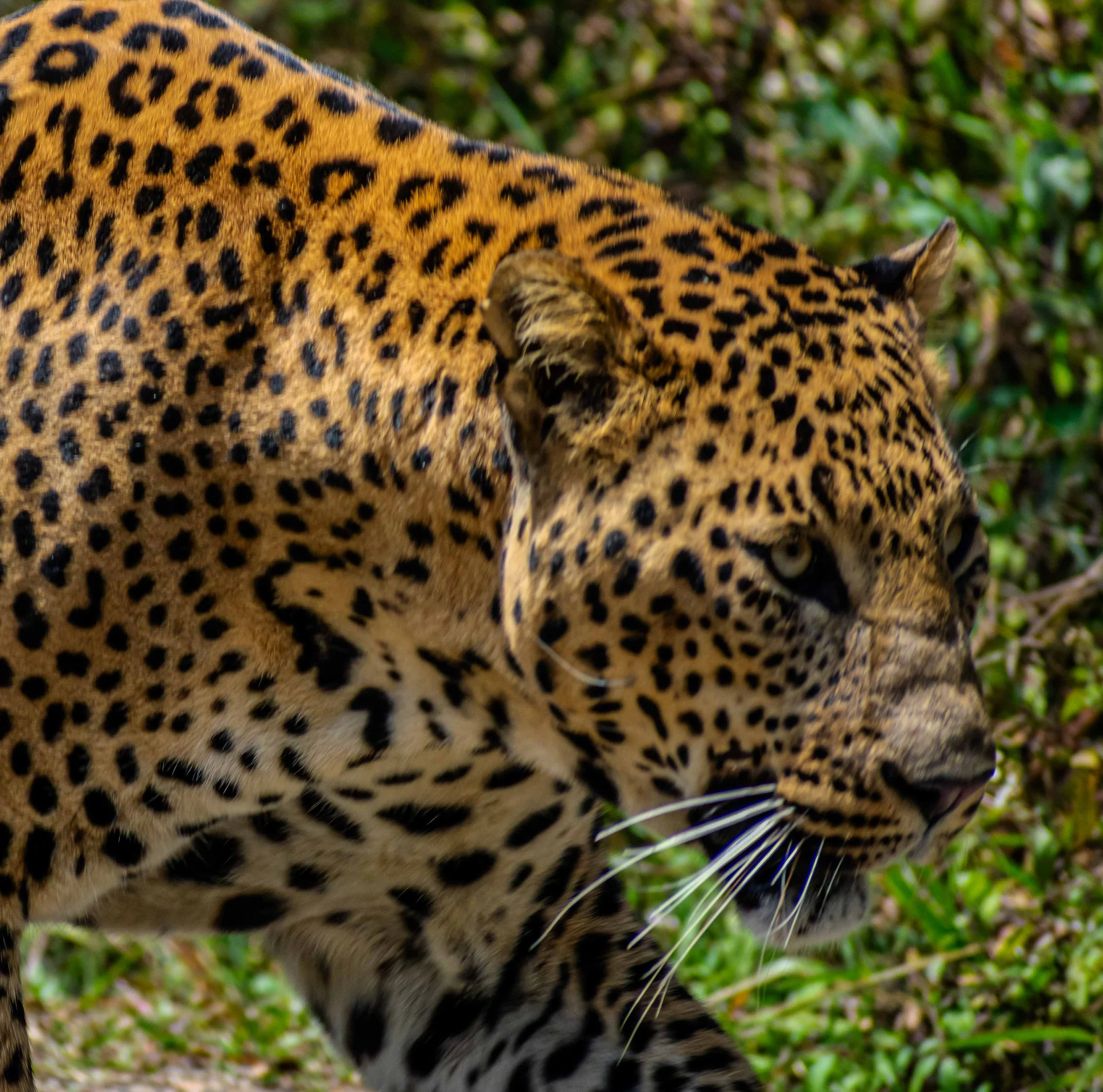 Sri Lankan leopard