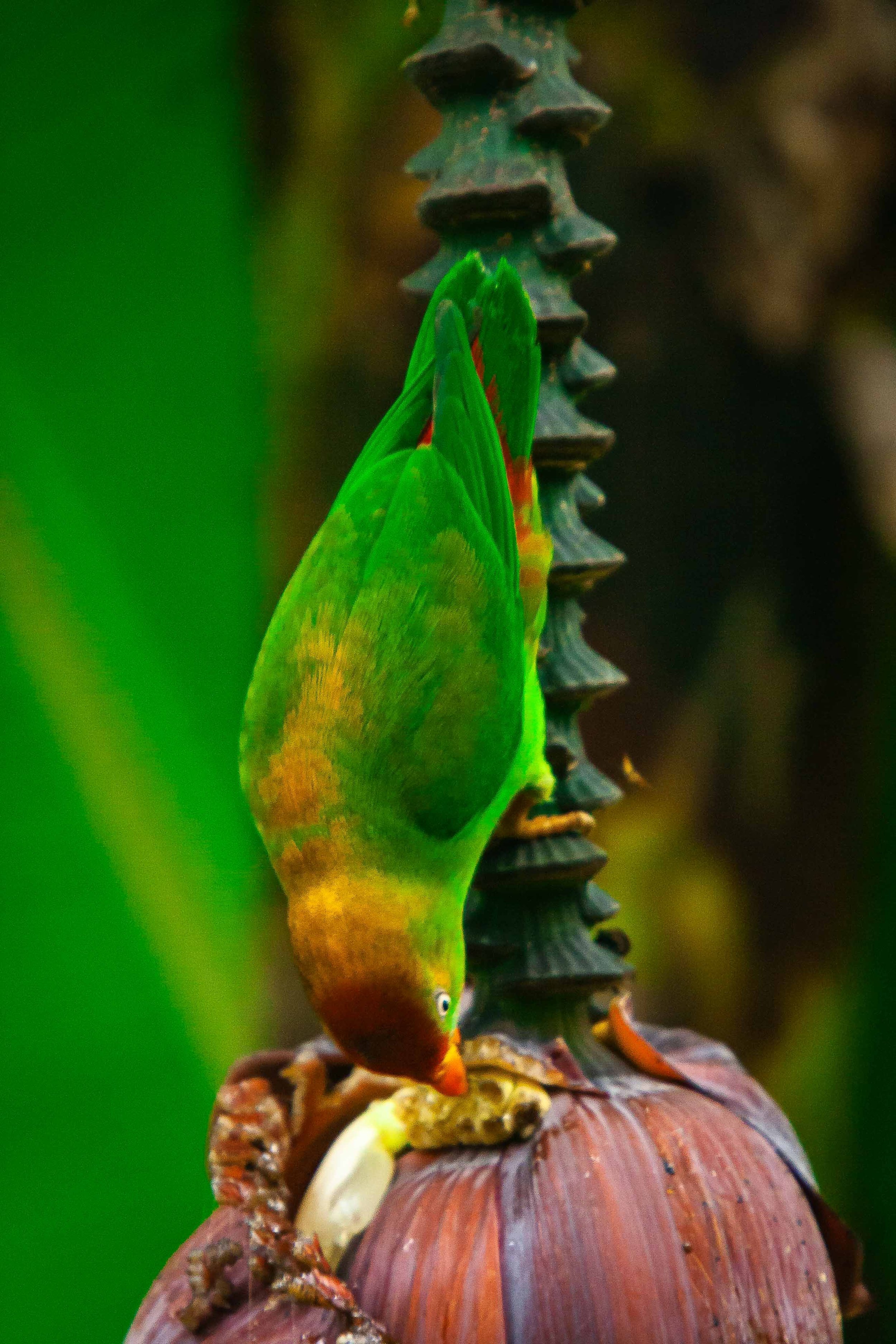 Sri Lanka hanging parrot