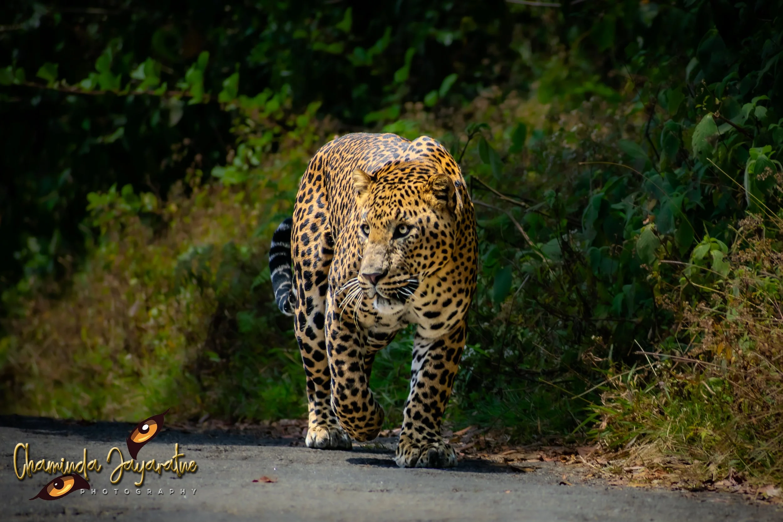 A jaguar walking on a paved path surrounded by green foliage.