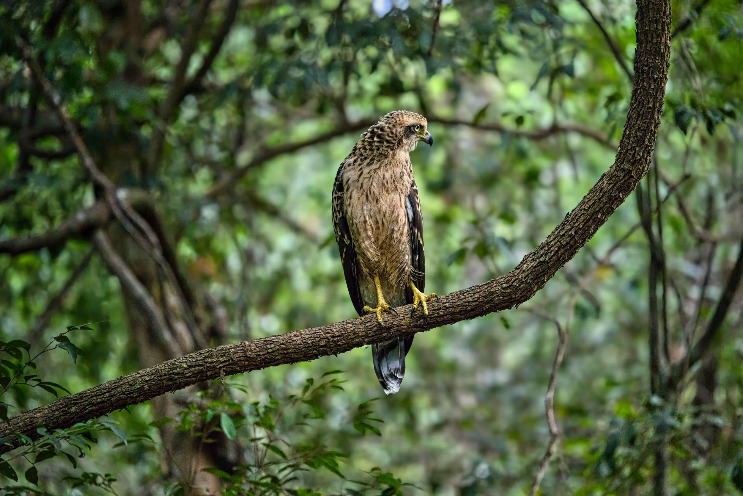 Changeable hawk-eagle