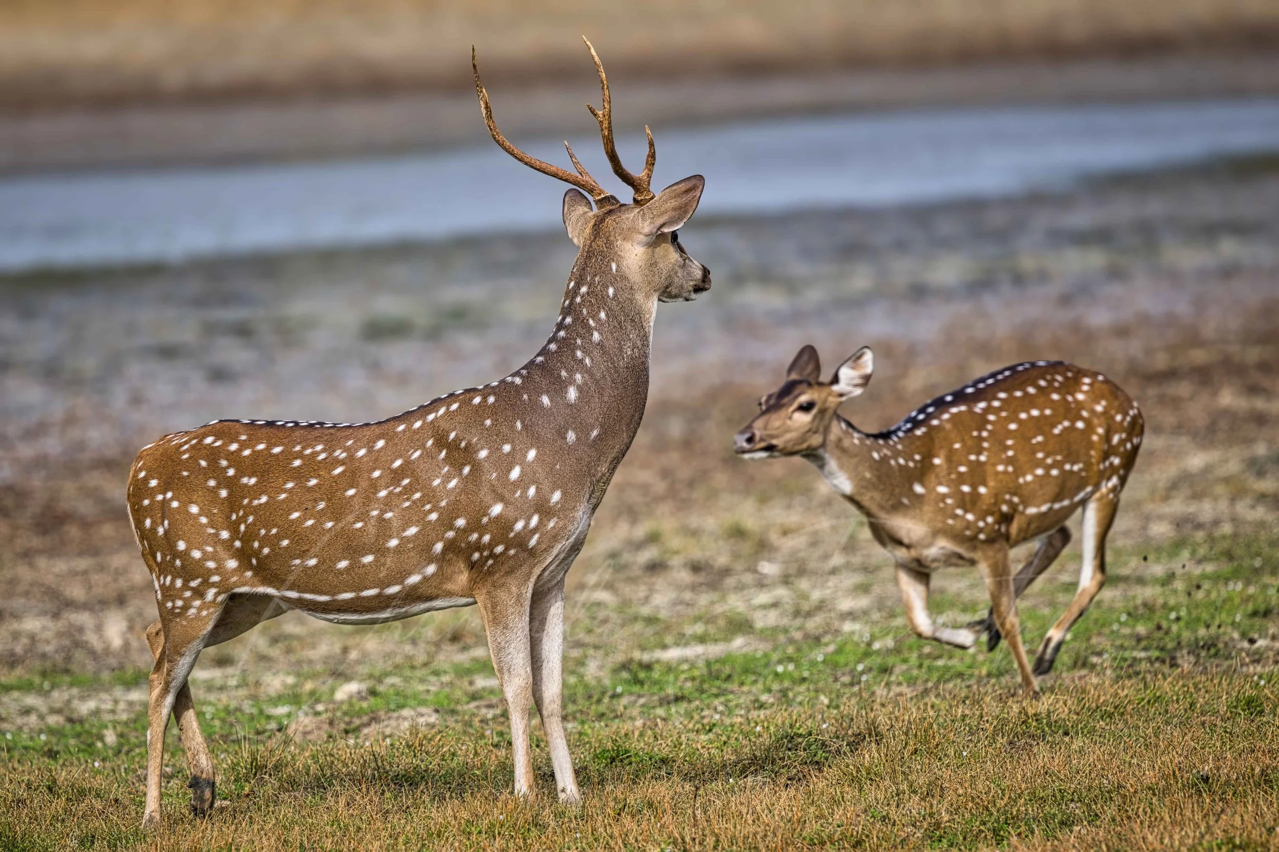 Sri Lankan spotted deer