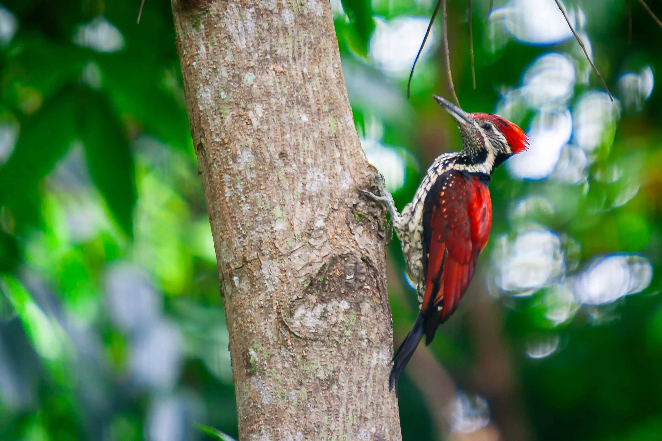 Red-backed flameback