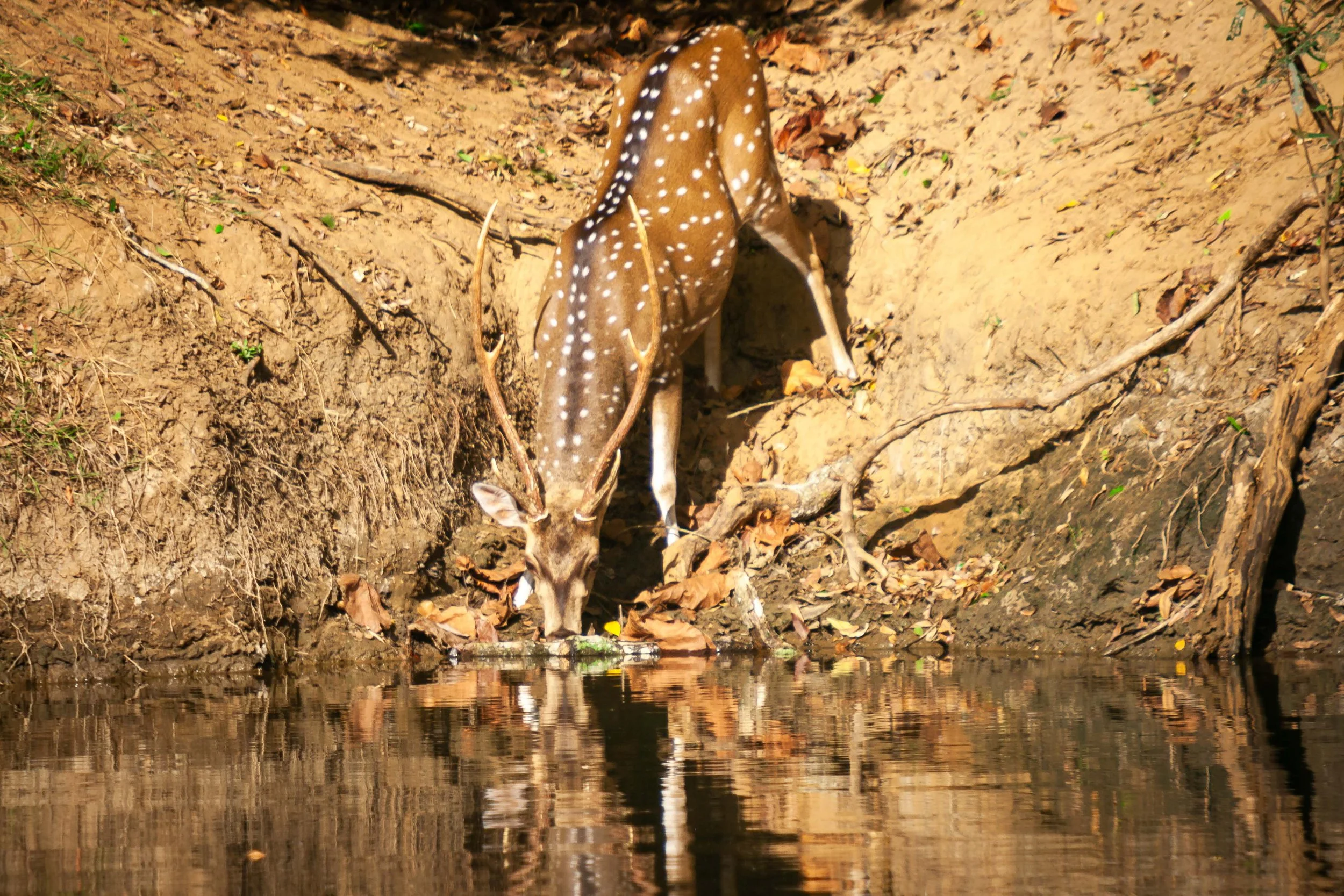 Spotted deer