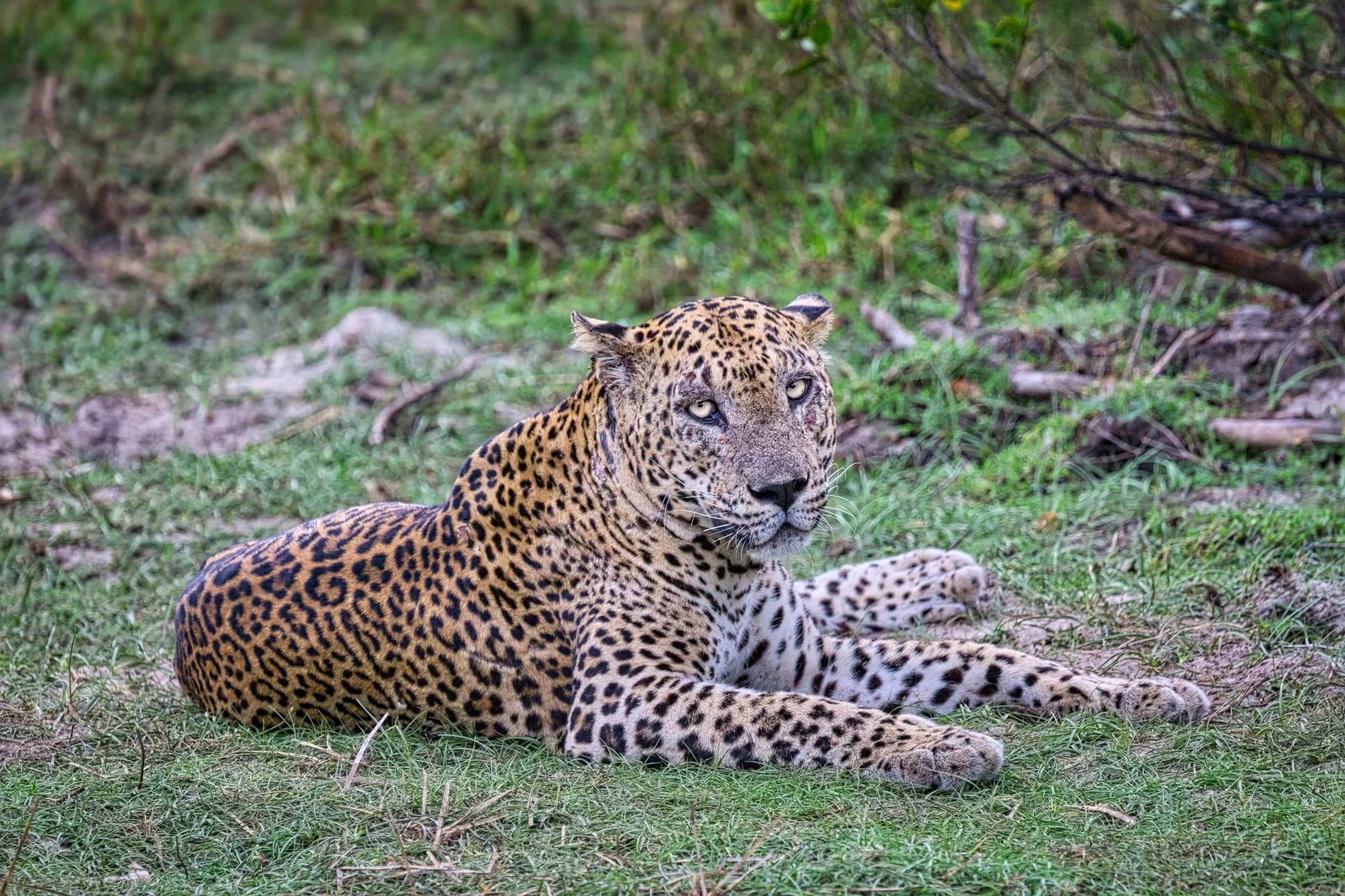 Sri Lankan leopard