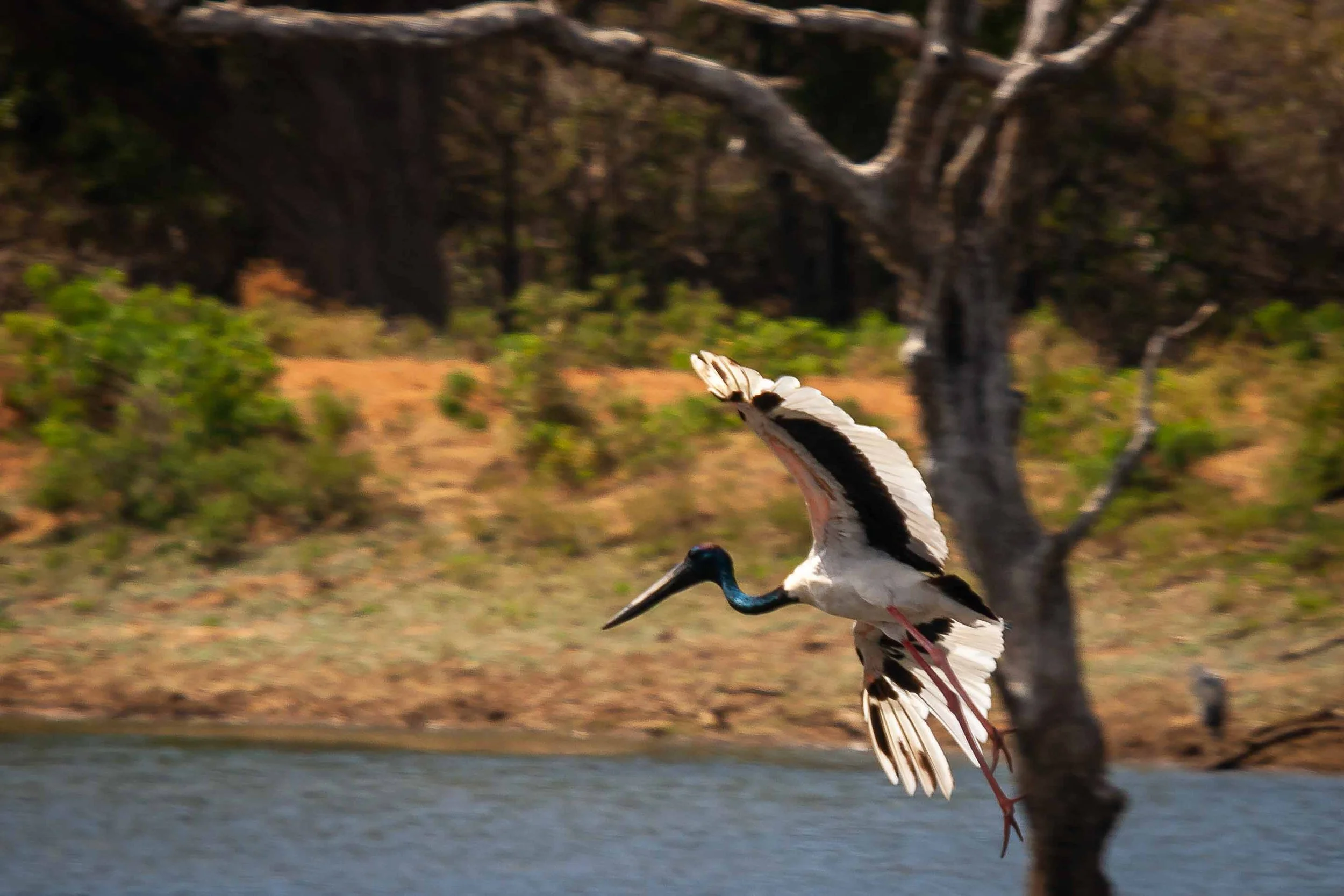 Black-necked stork