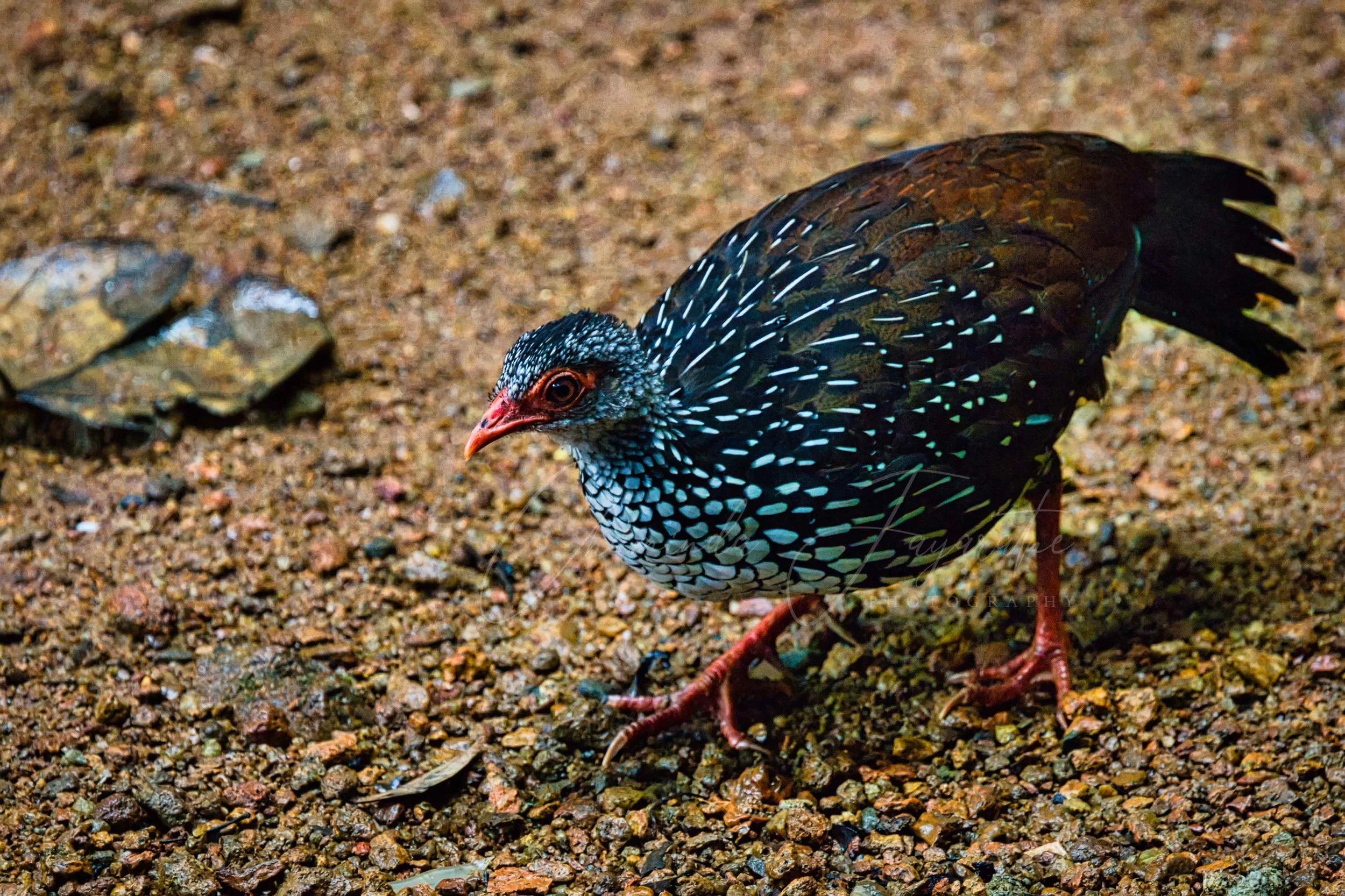 Sri Lanka spurfowl