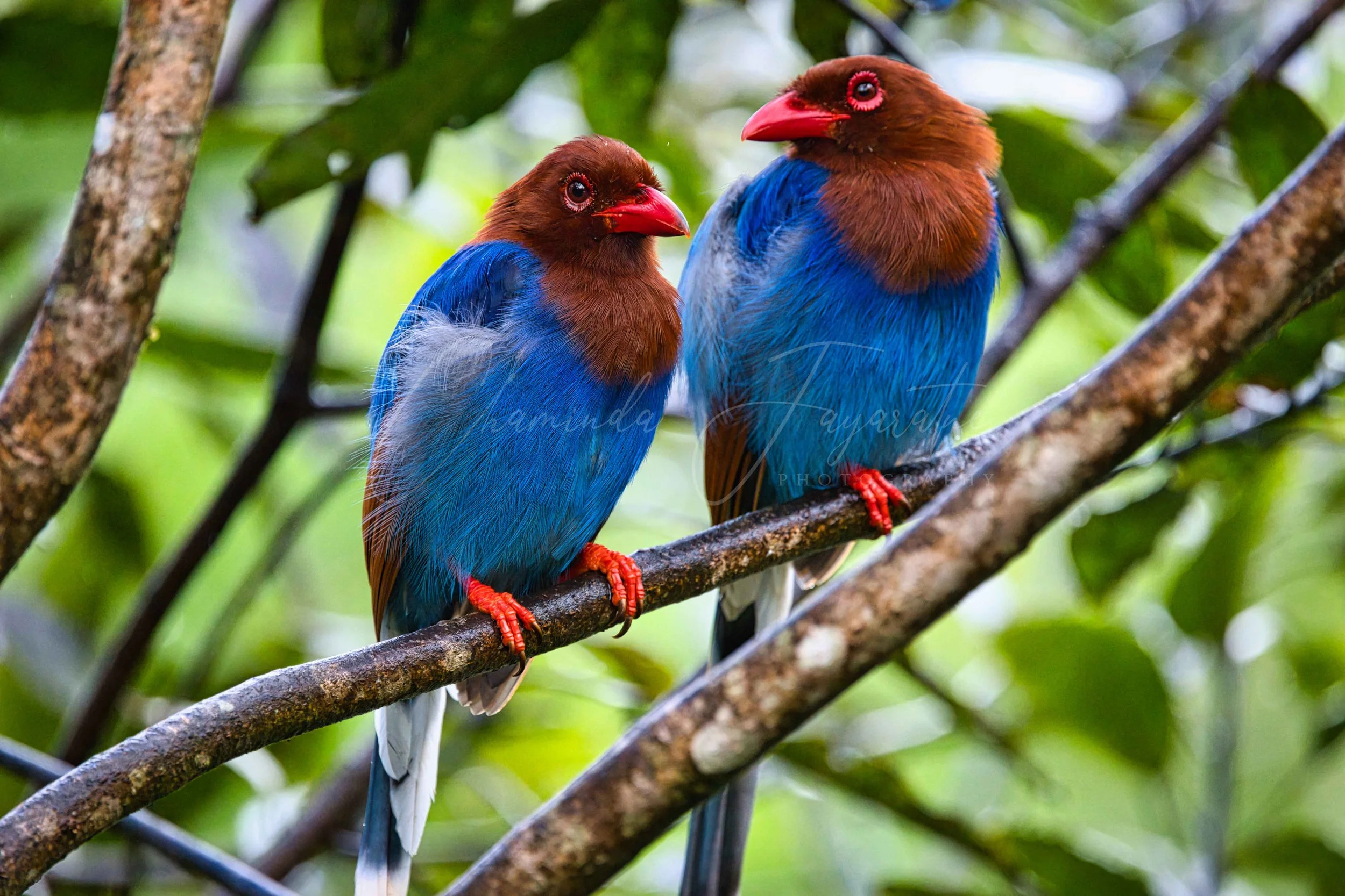 Sri Lanka blue magpie