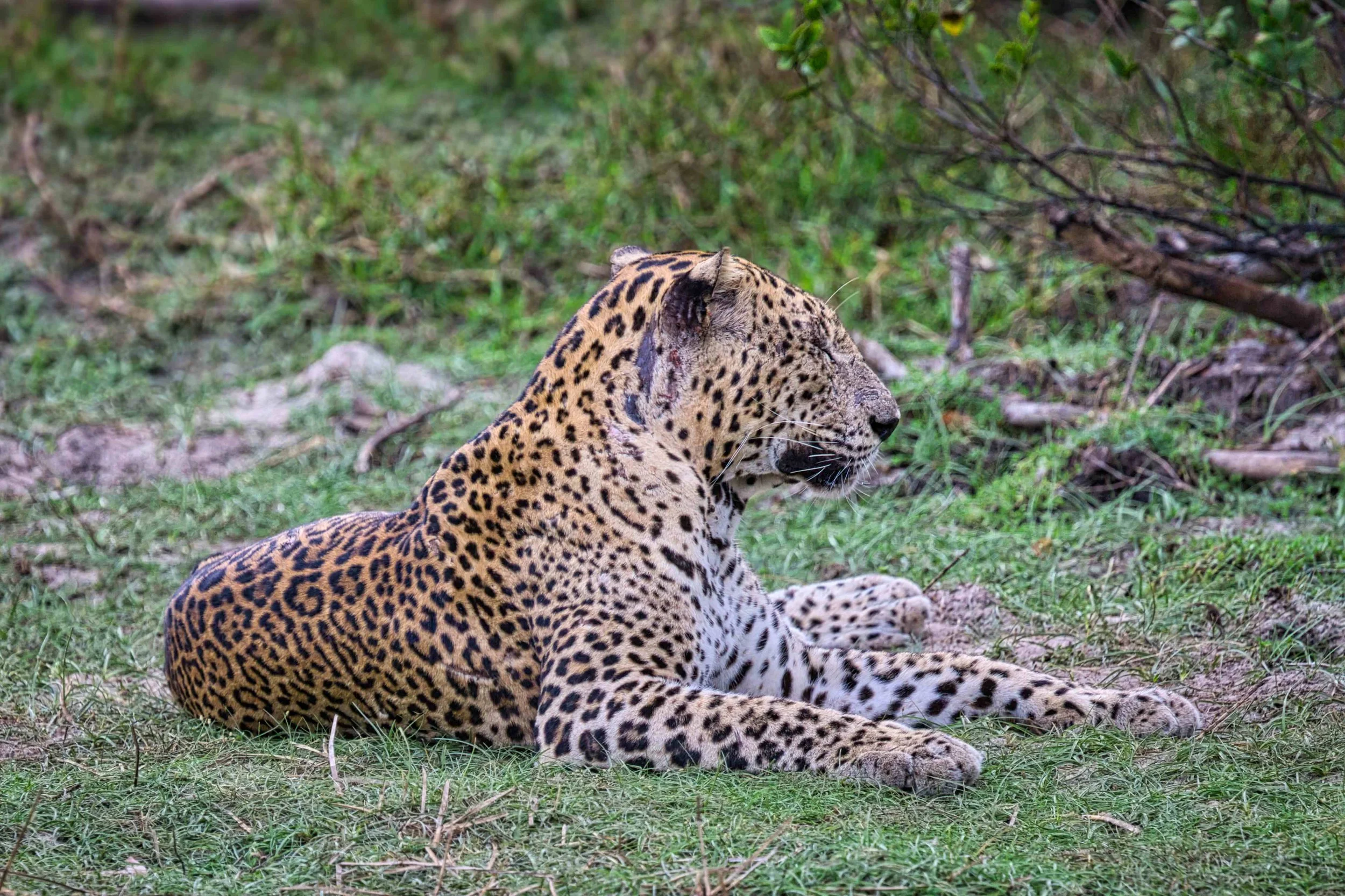 Sri Lankan leopard