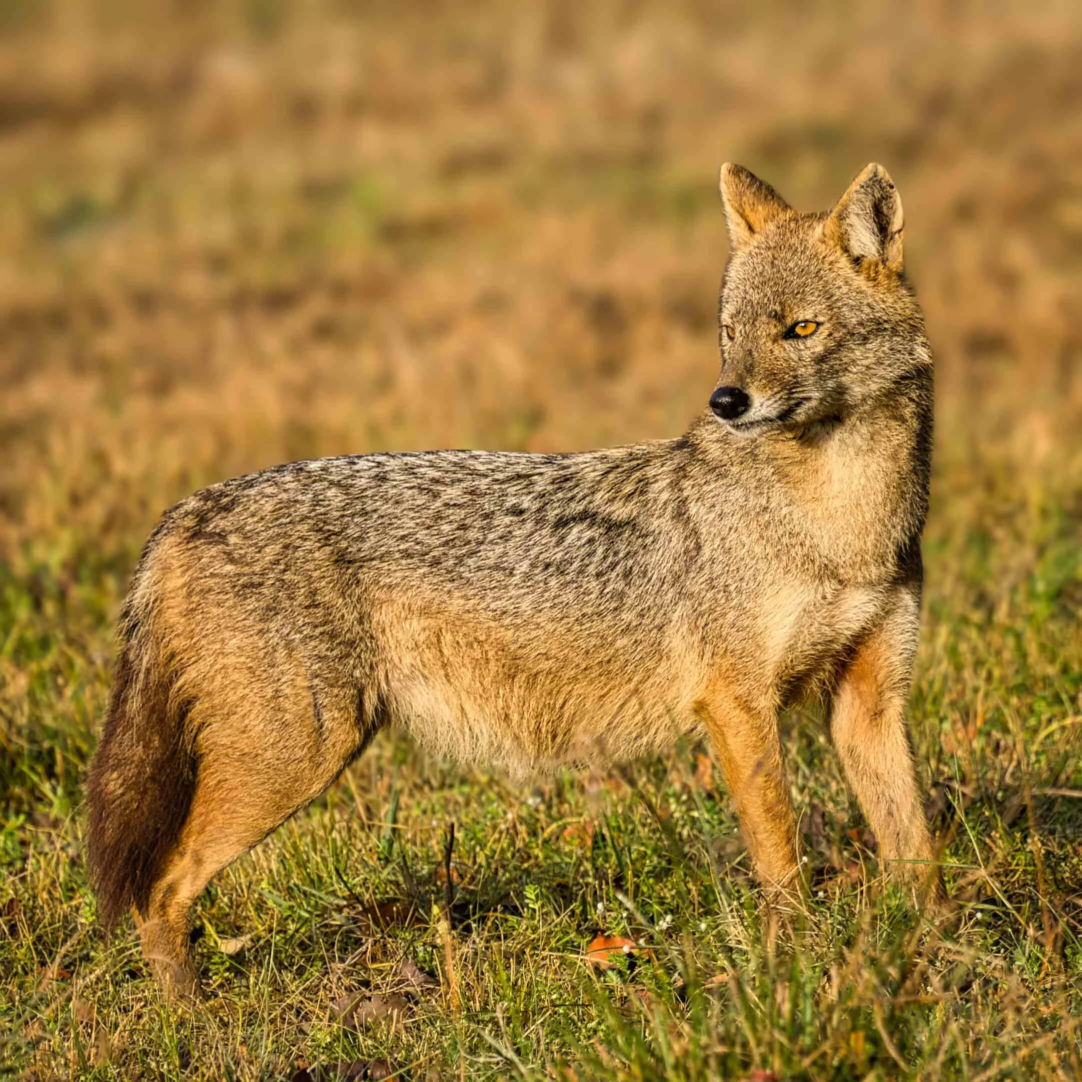 Golden Jackal