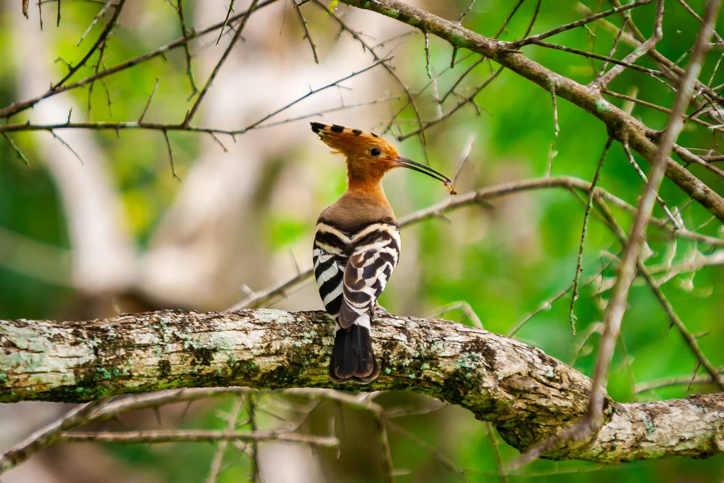 Eurasian hoopoe