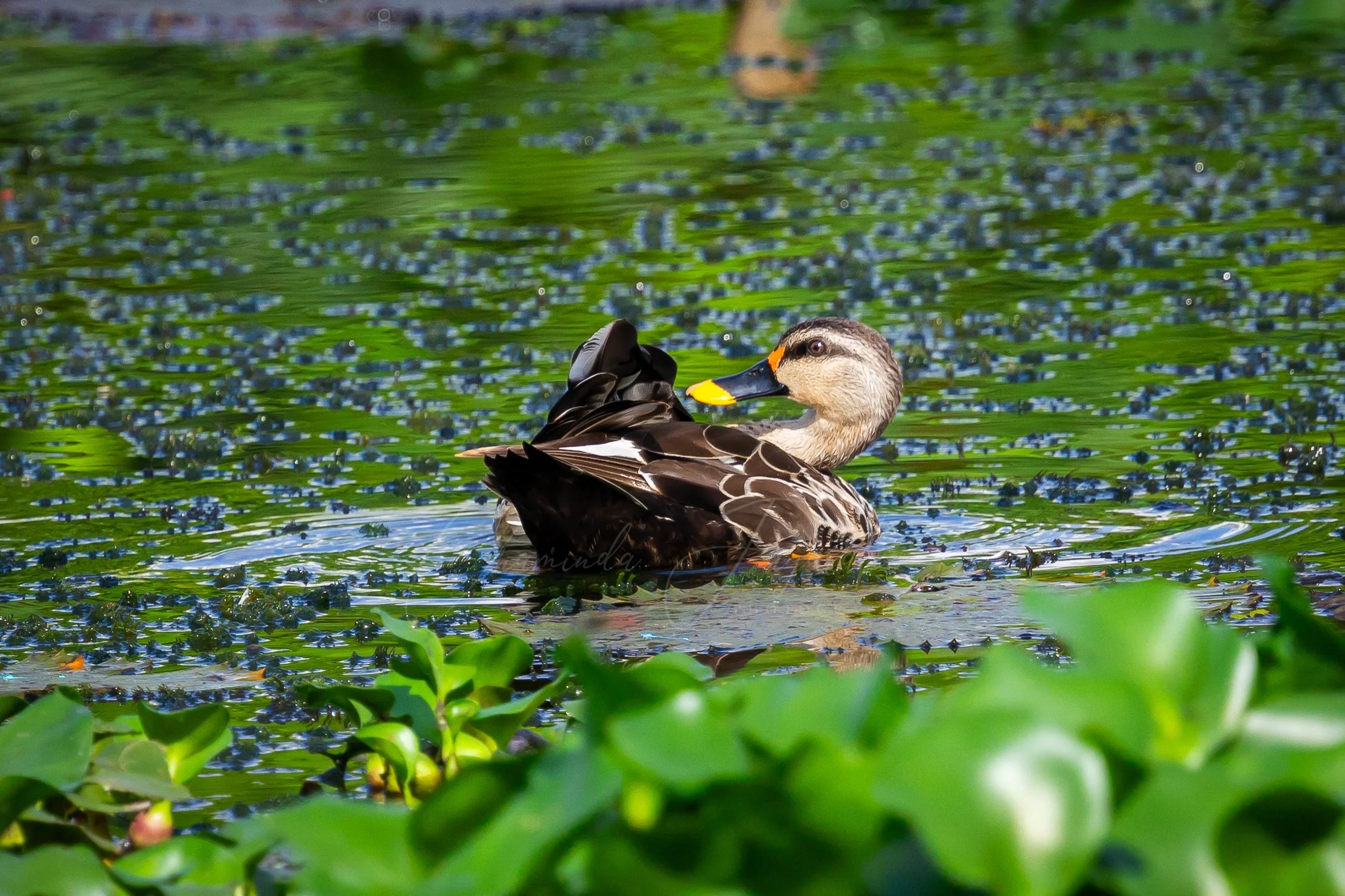 Indian spot-billed duck