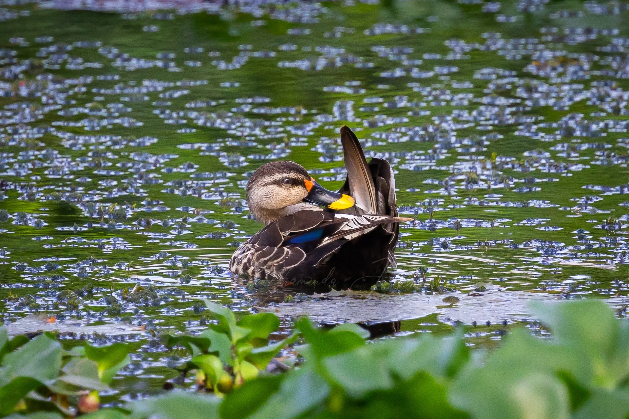 Indian spot-billed duck
