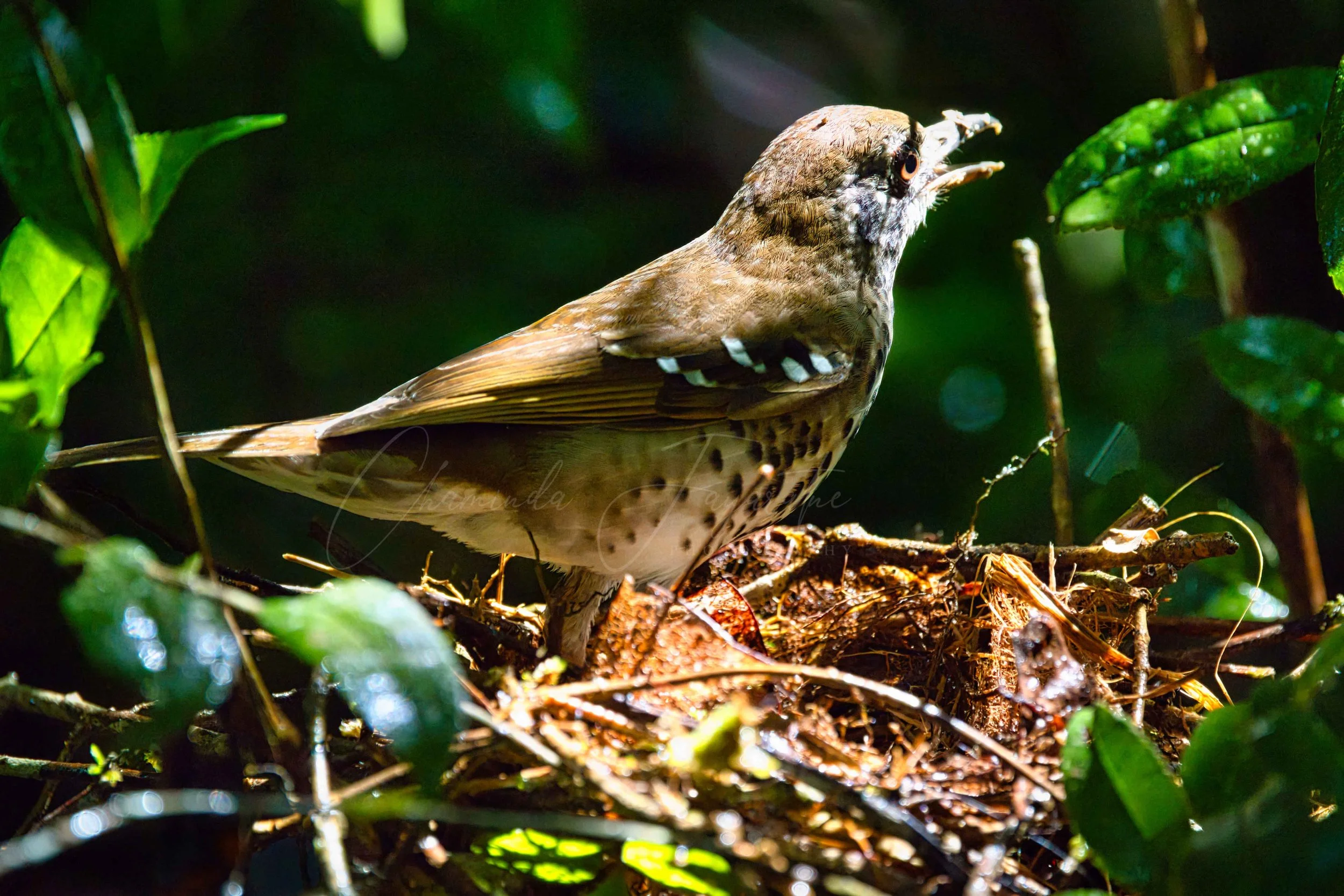 Spot-winged thrush