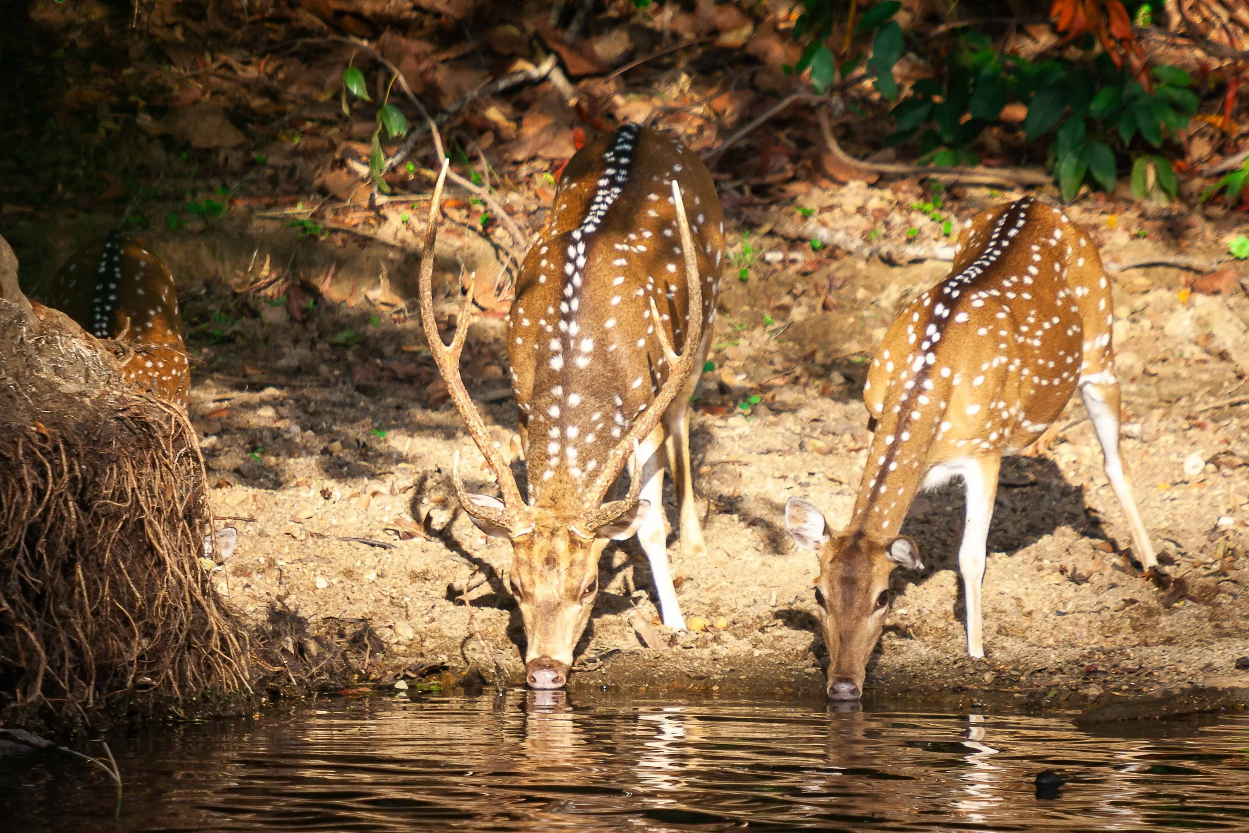 IMG_7272_Kuda Gal Amuna Yala Block IV Sept2013.jpg