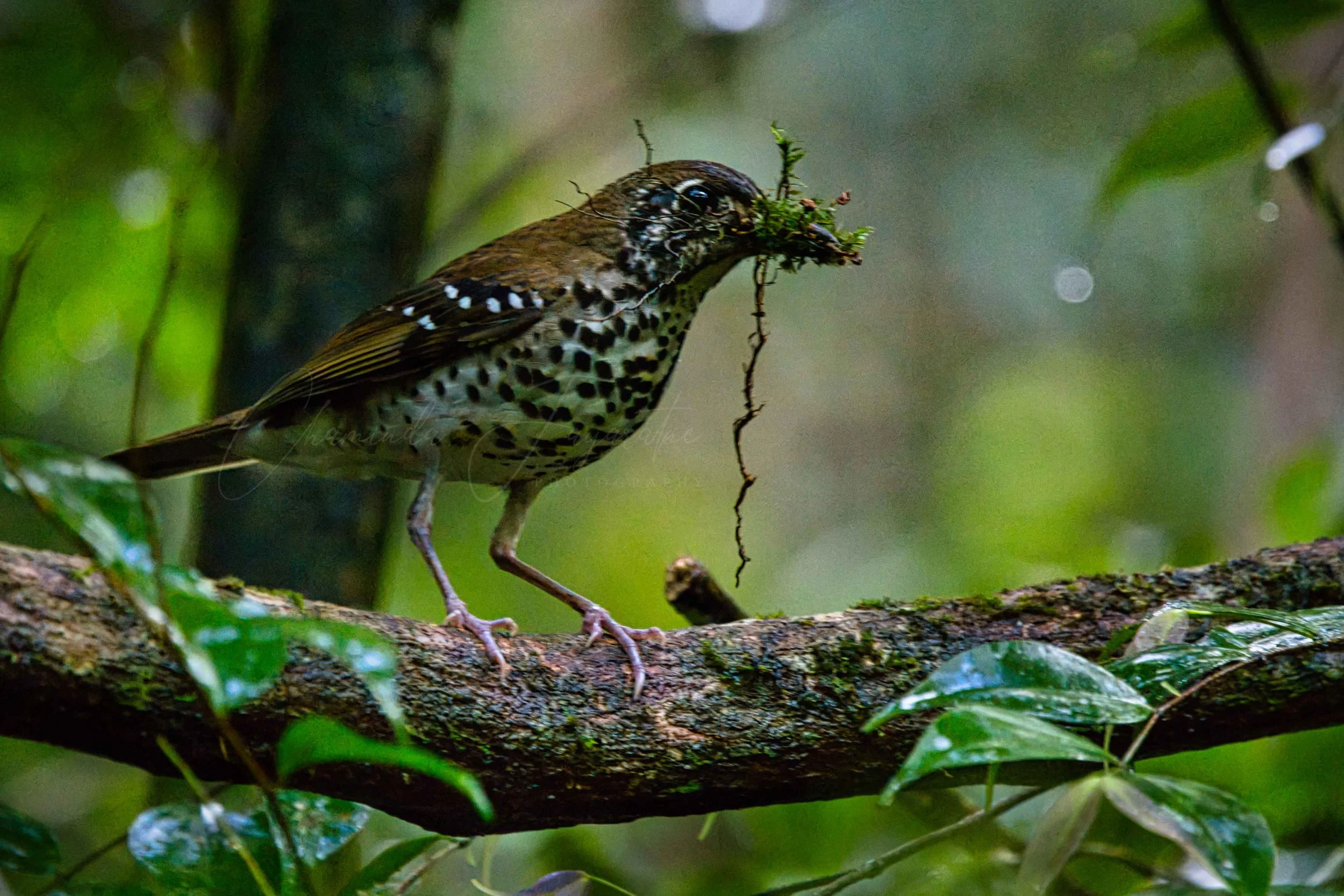 Spot-winged thrush