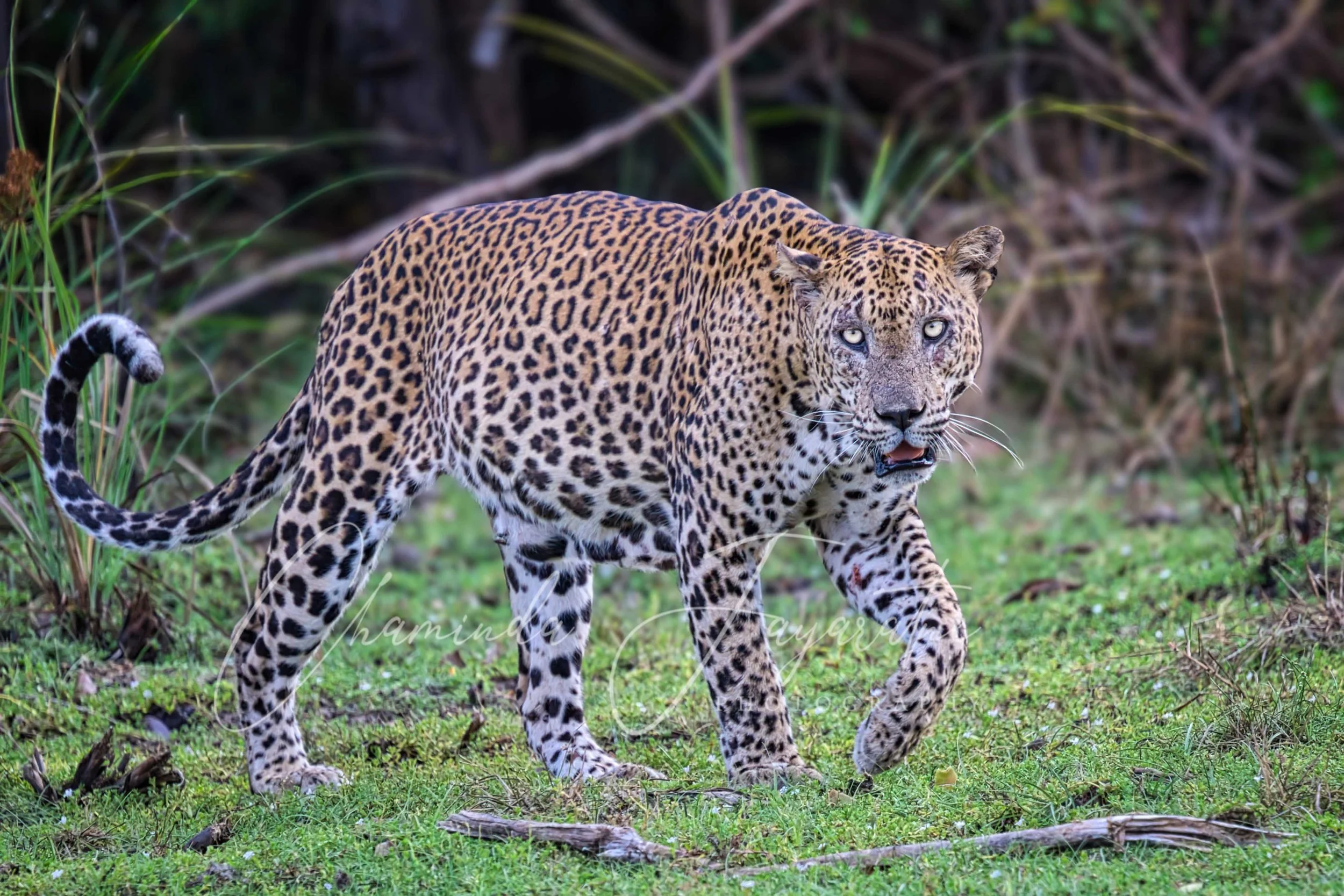 Sri Lankan Leopard