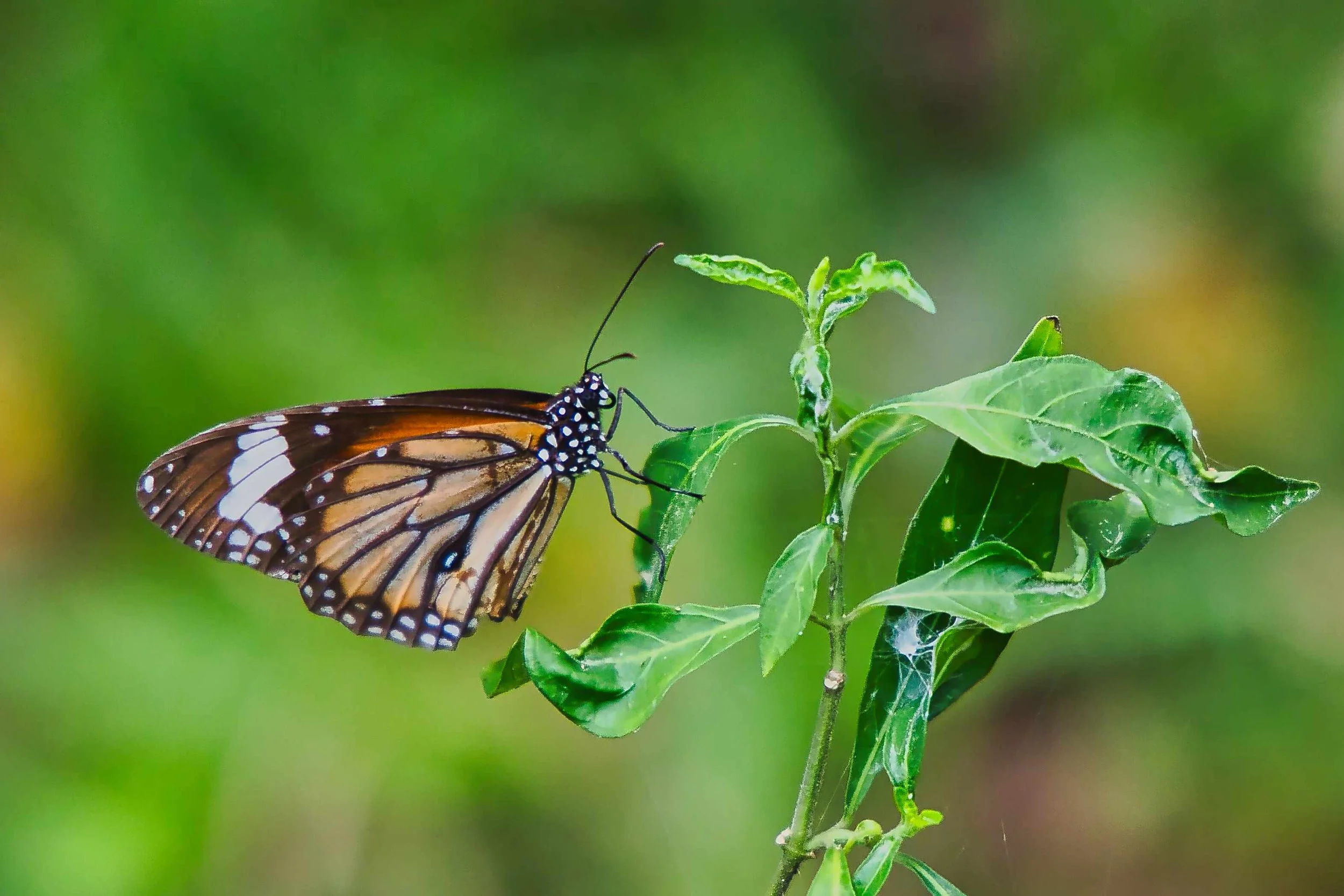 Common Tiger