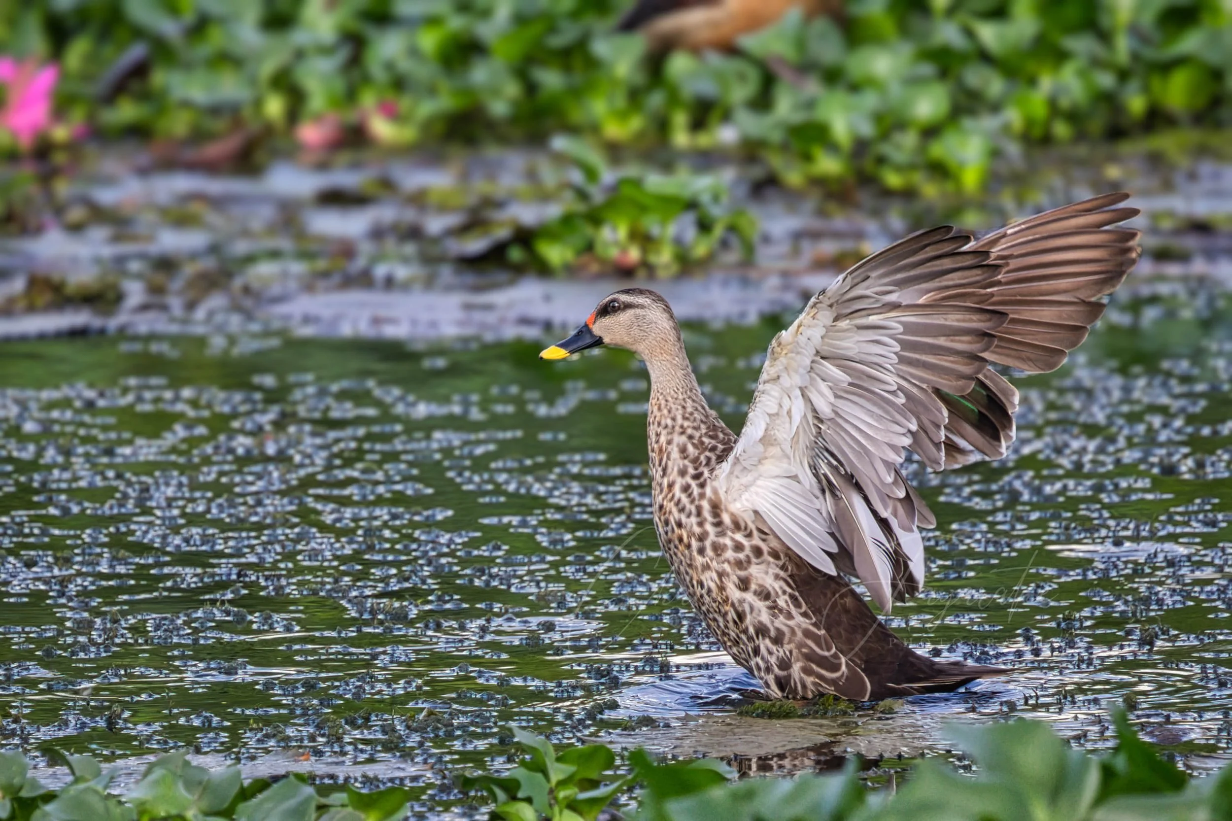 Indian spot-billed duck