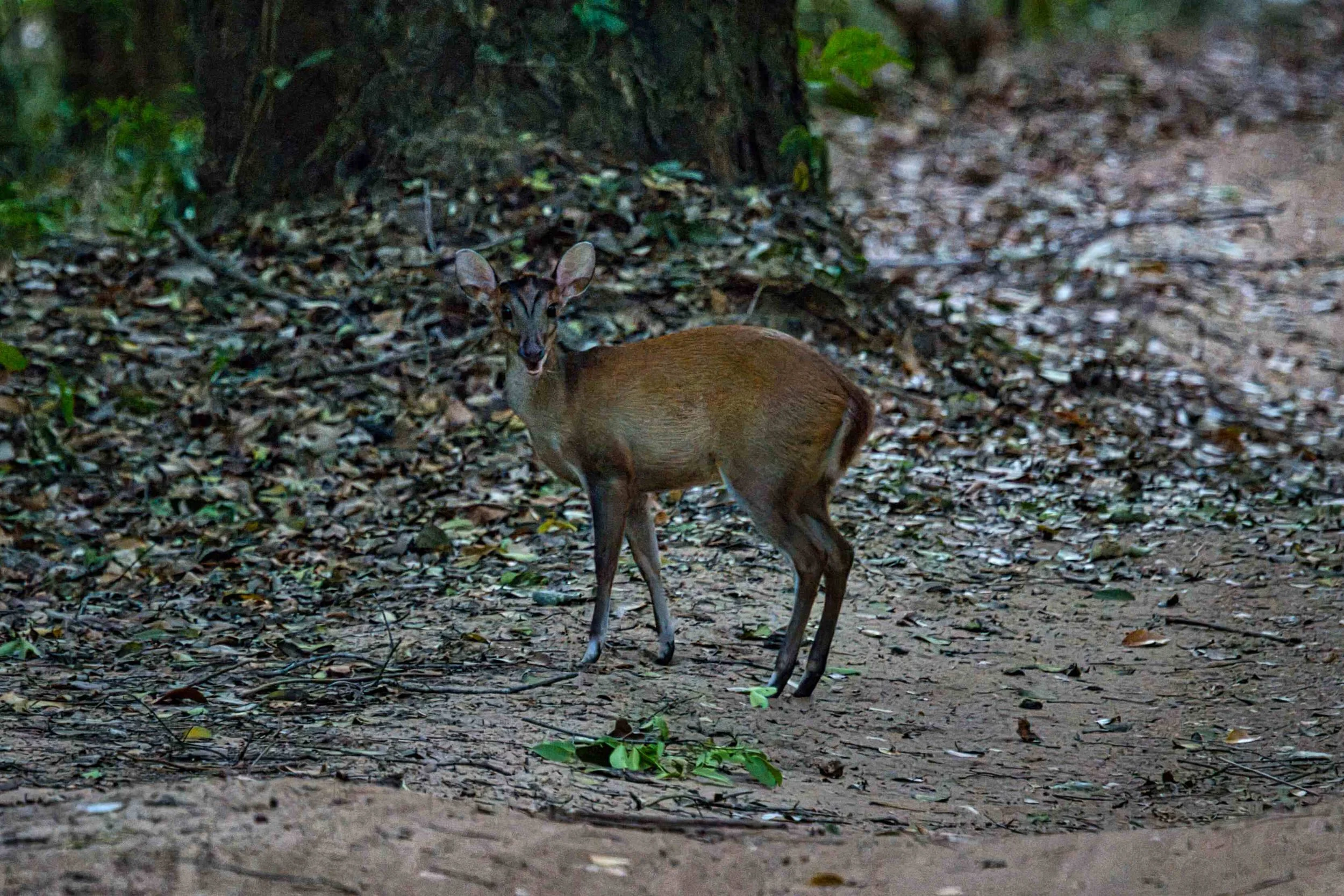 Barking deer