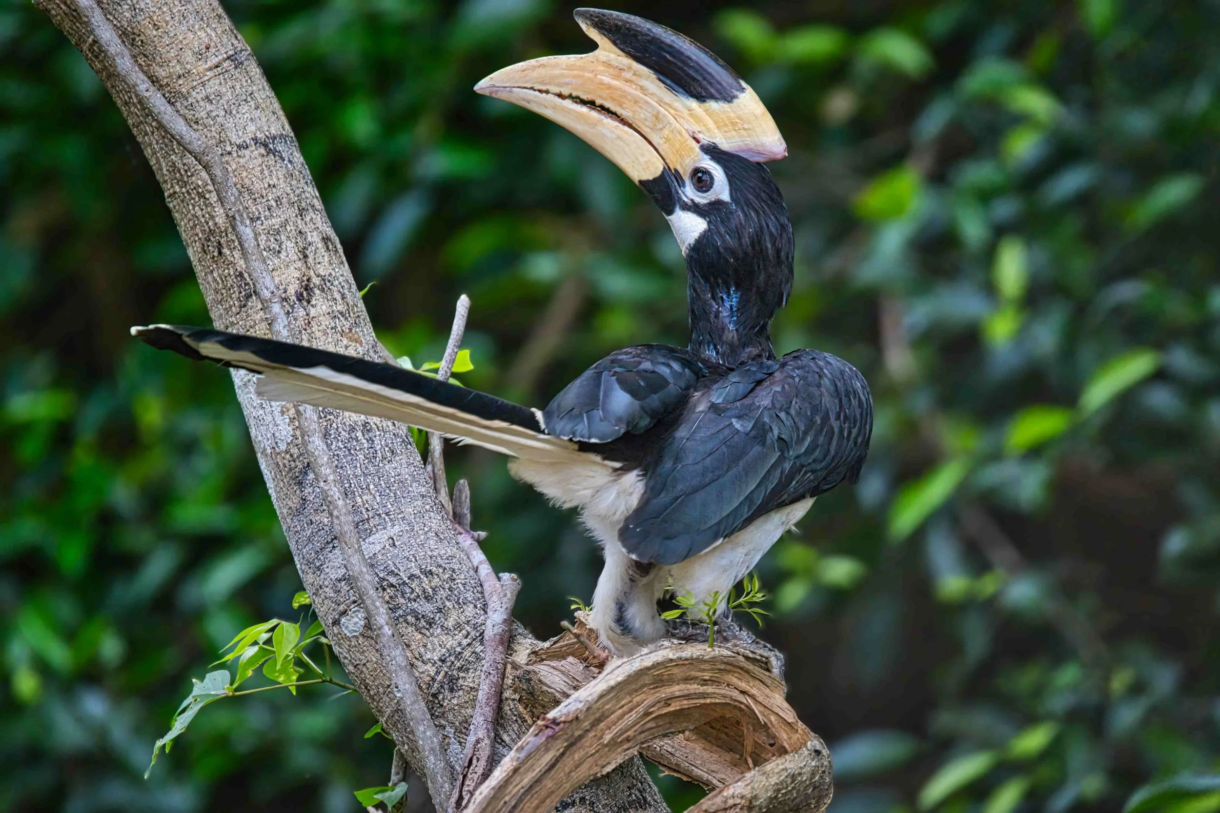 Malabar pied hornbill