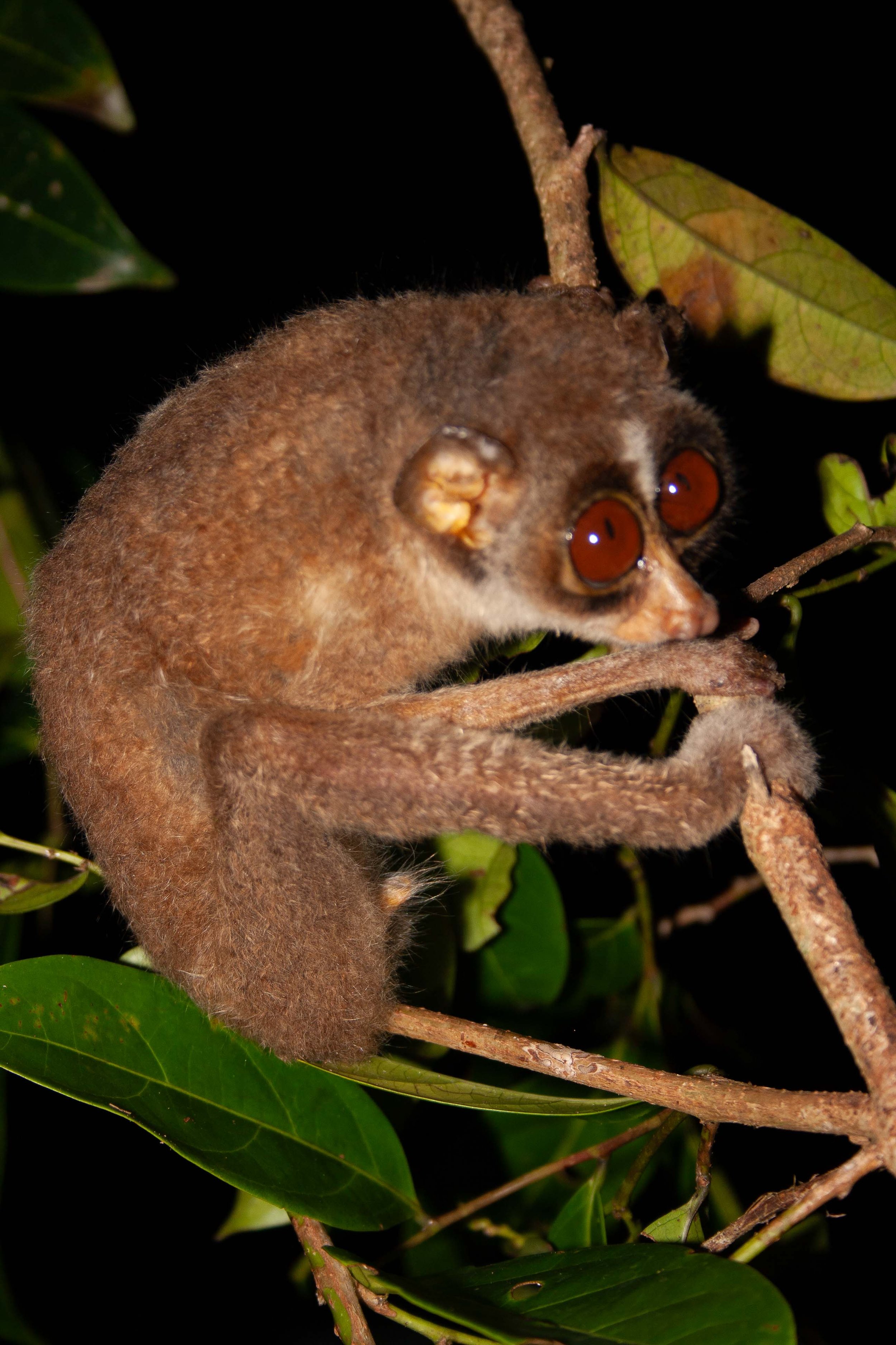 Red slender loris