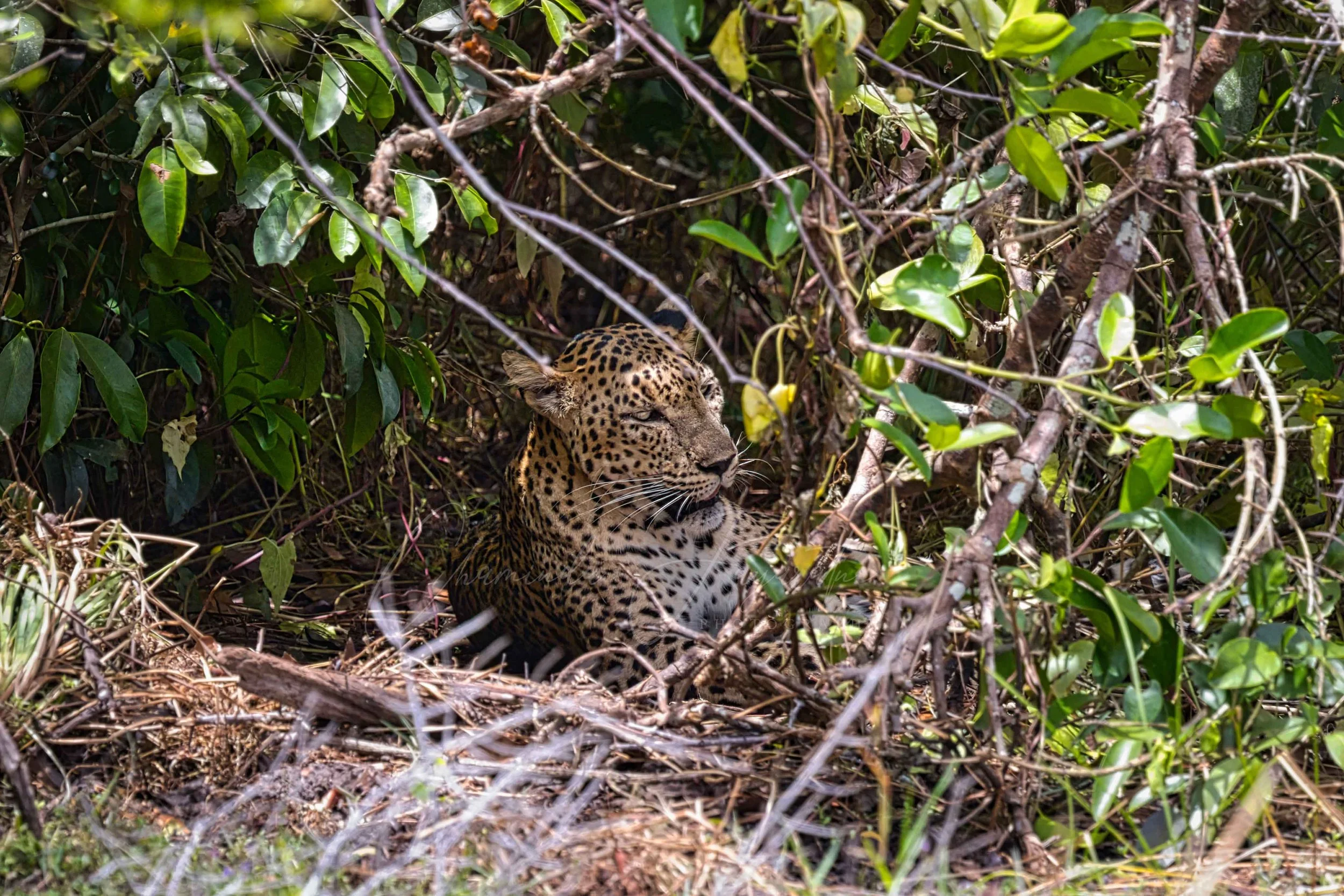 Sr Lankan leopard