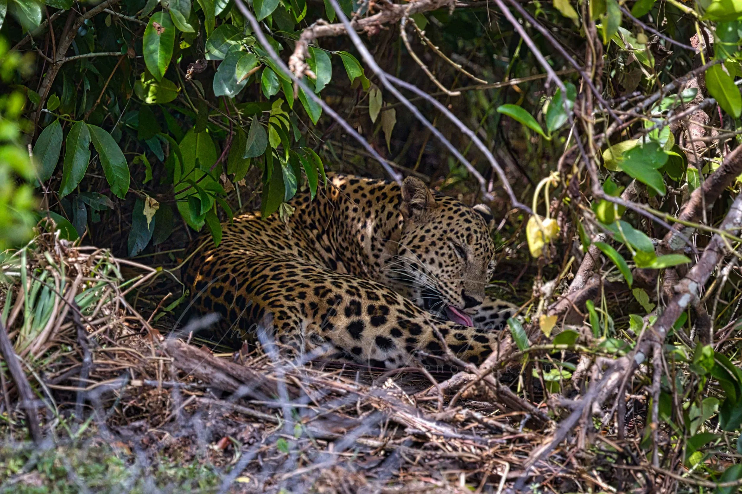 Sri Lankan leopard