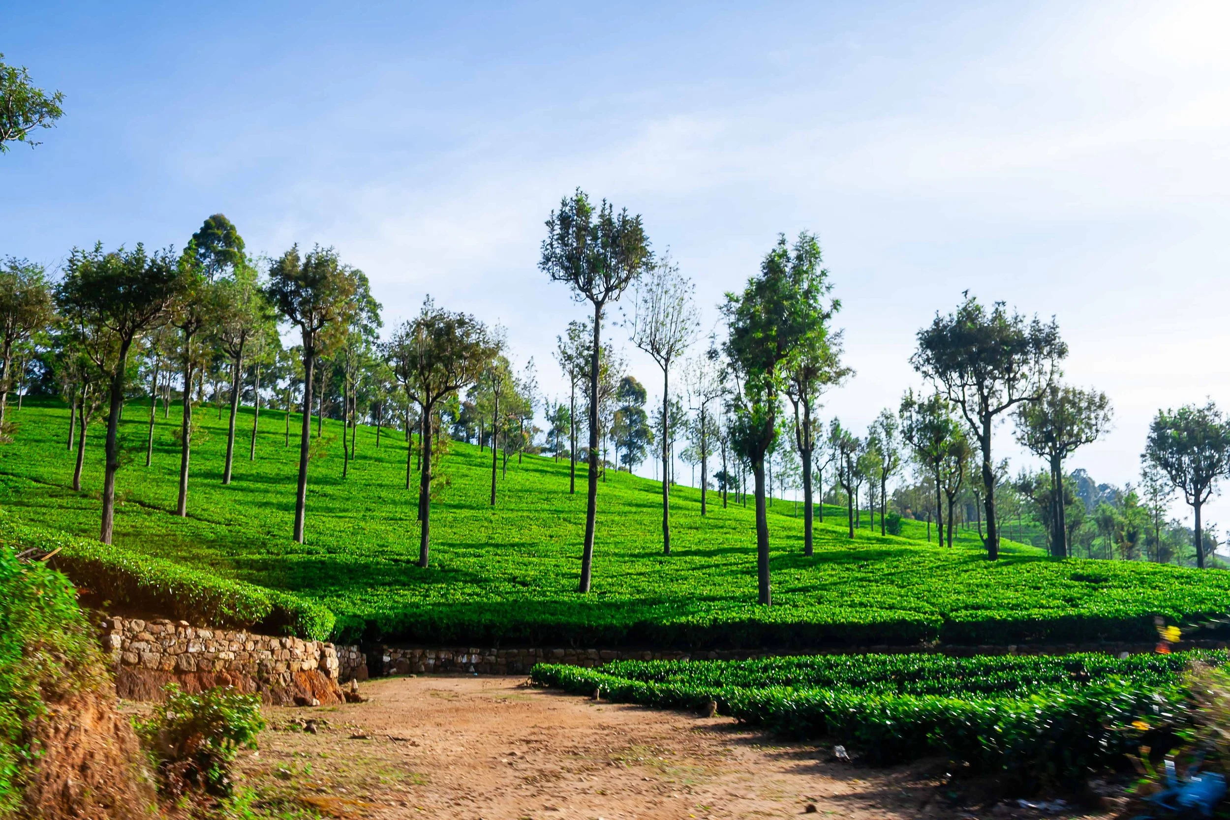 Tea estate