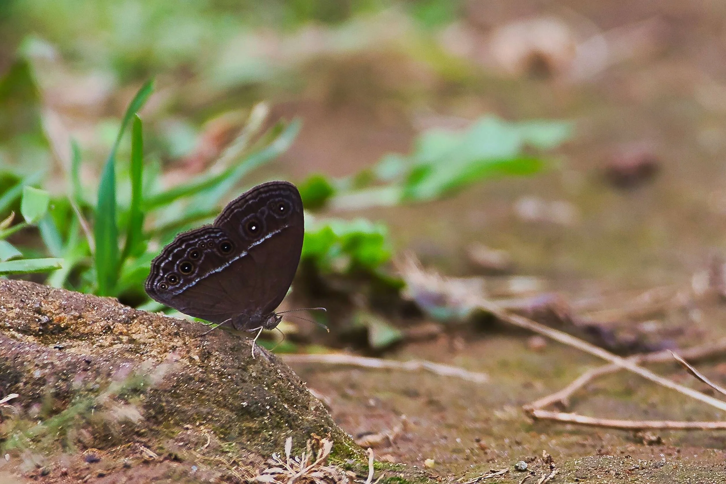 Dark-brand Bushbrown