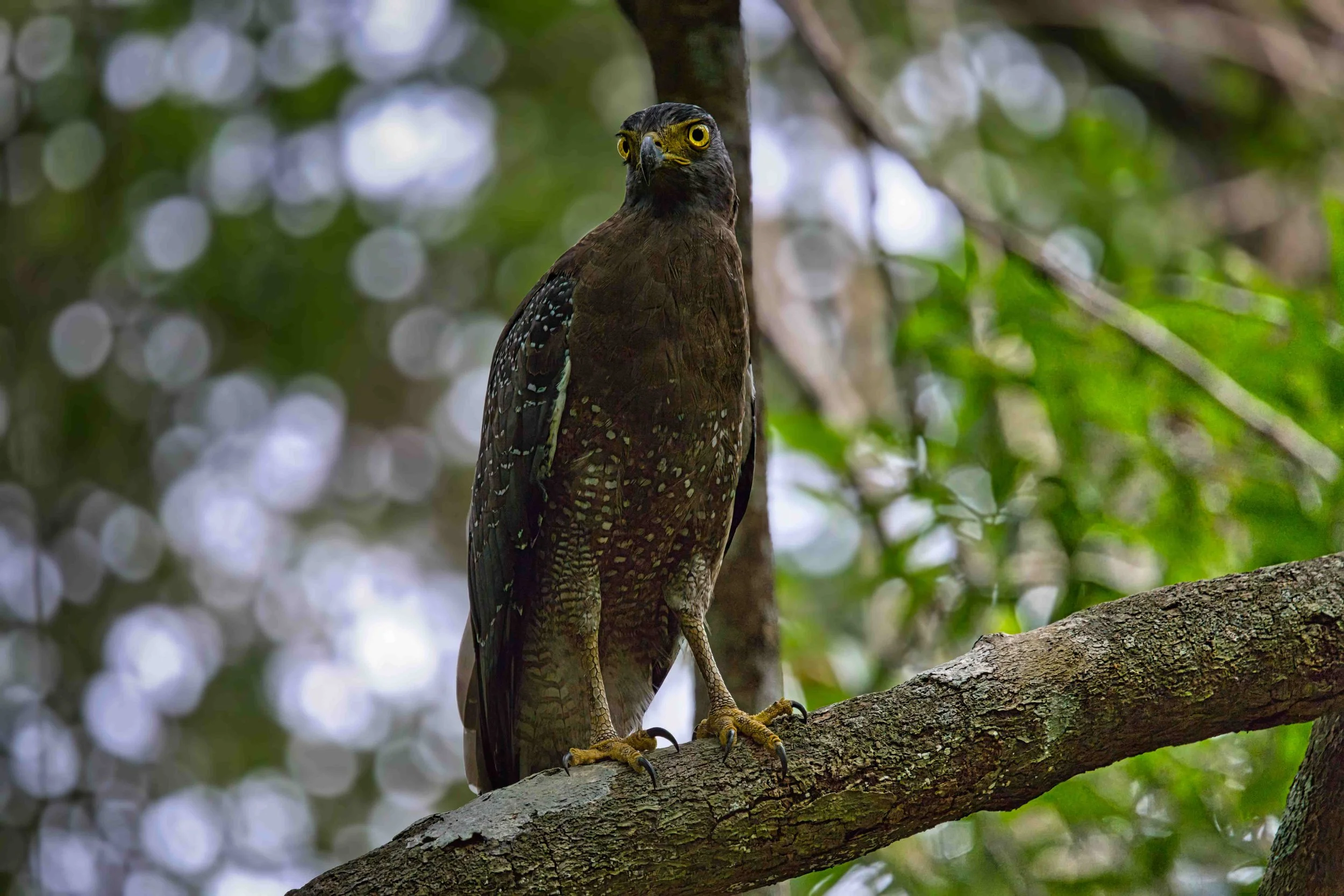 Crested serpent eagle