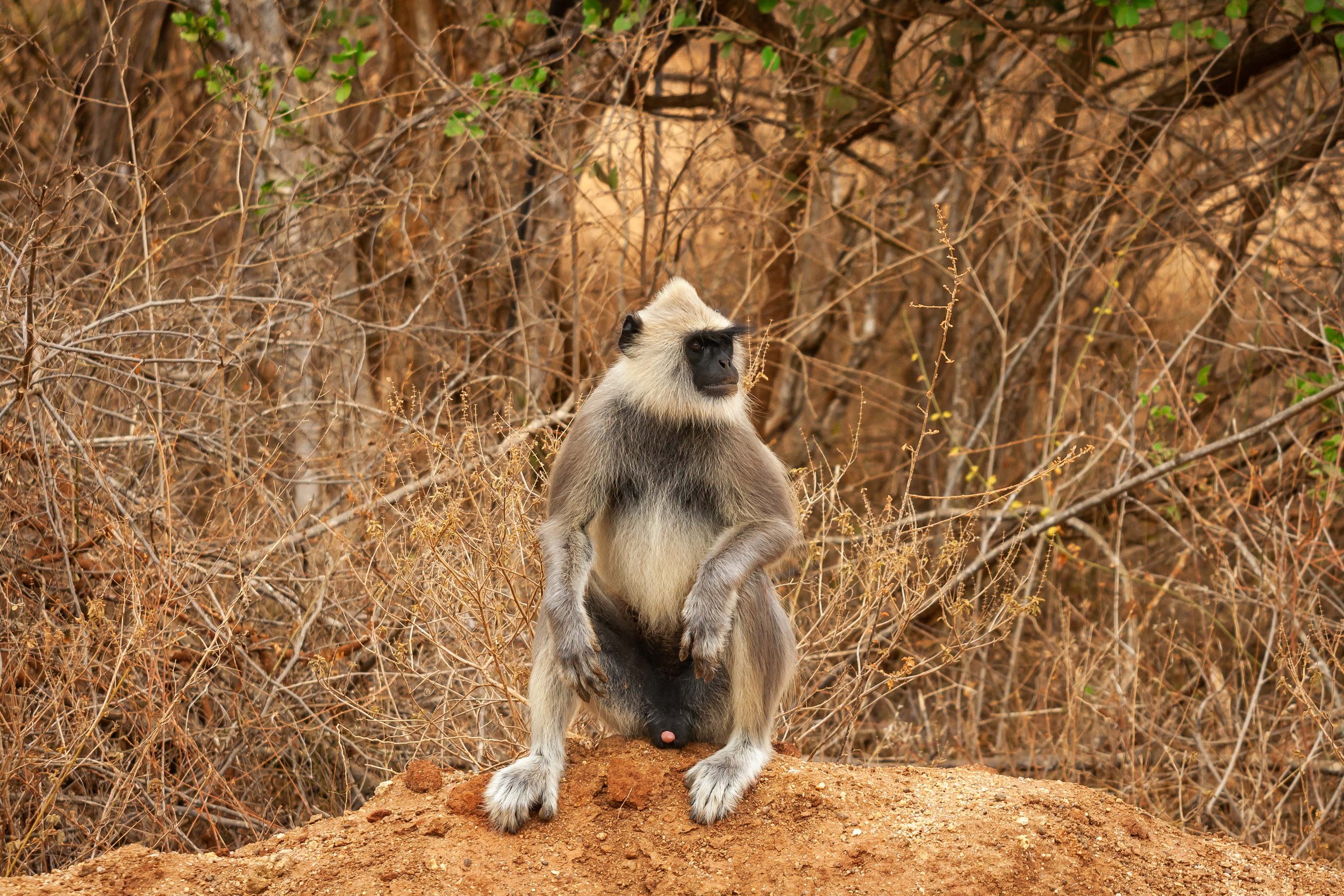 Sri Lanka Gray Langur