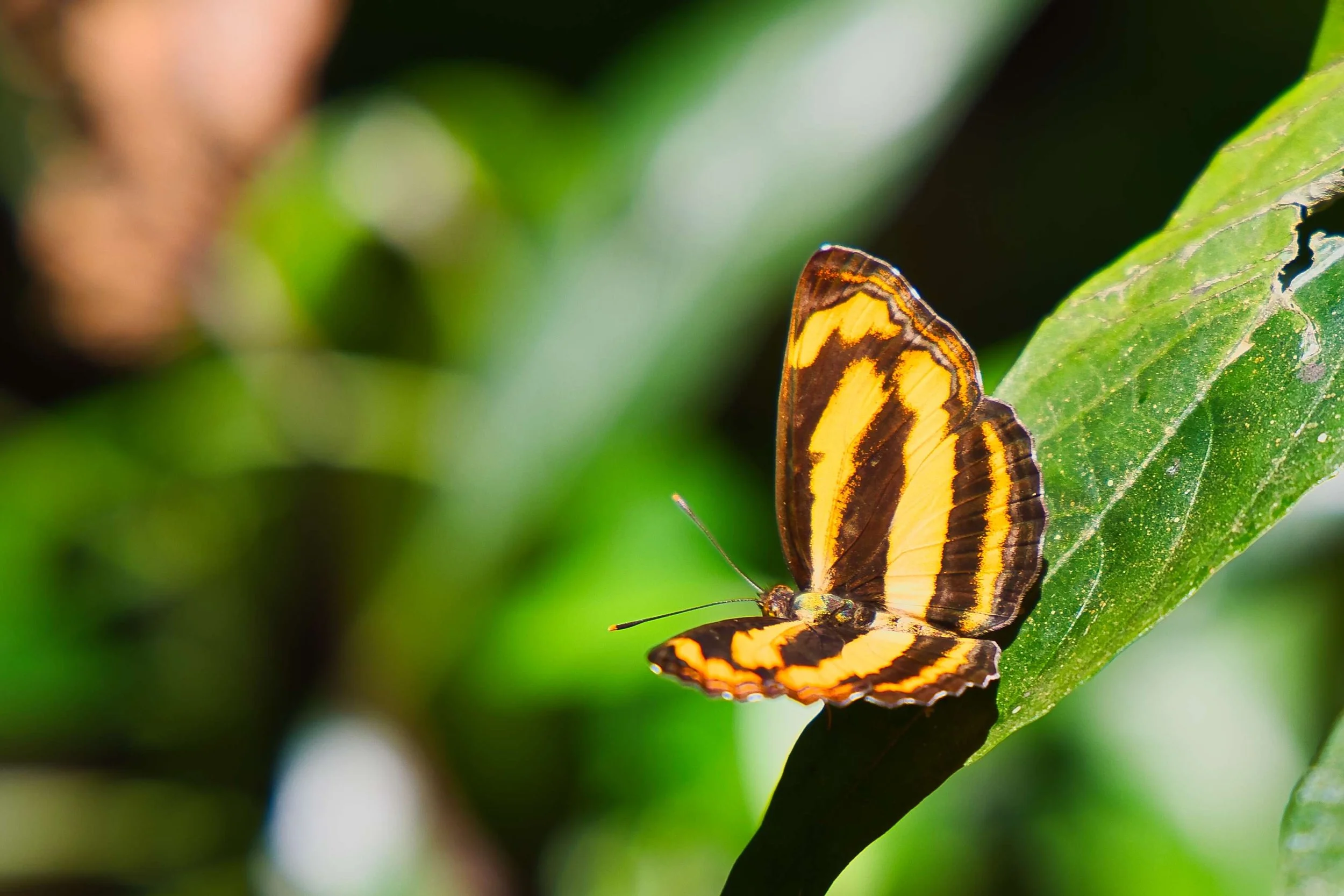 Common Lascar