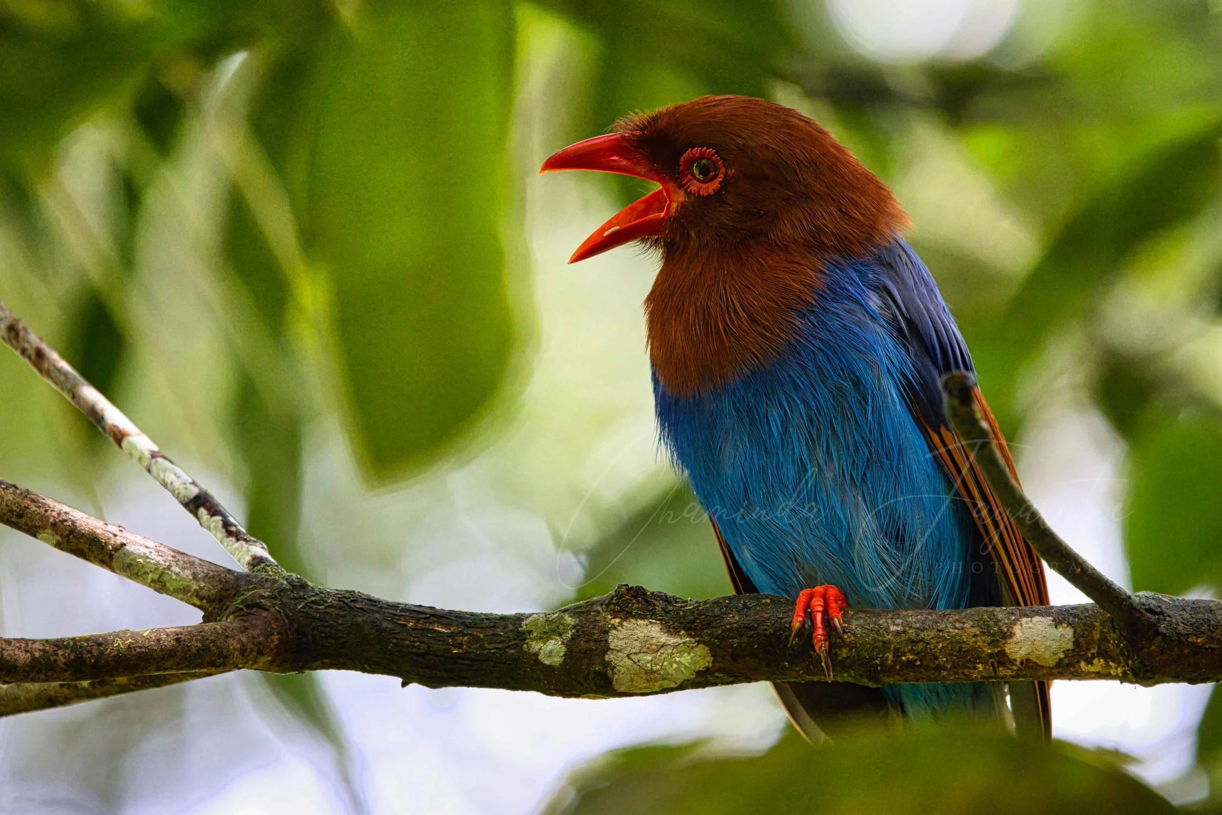 Sri Lanka blue magpie