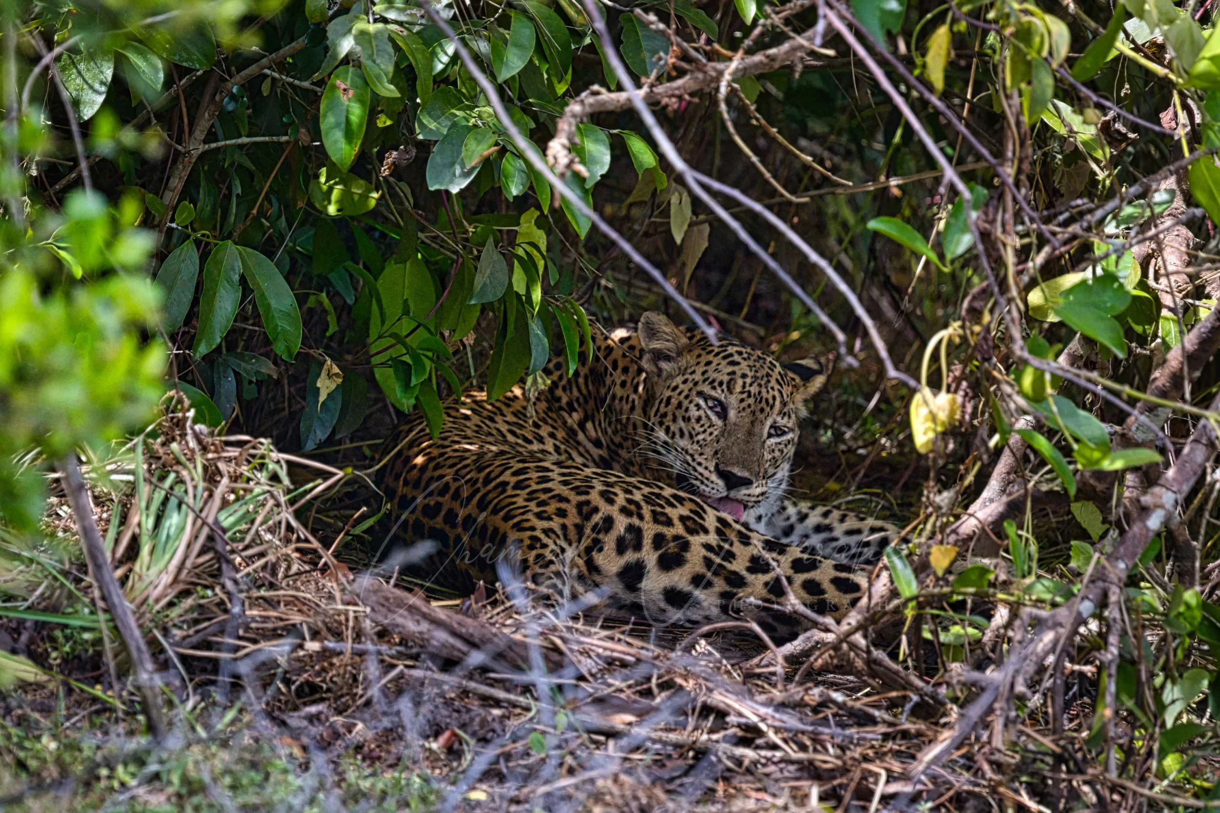 Sri Lankan leopard