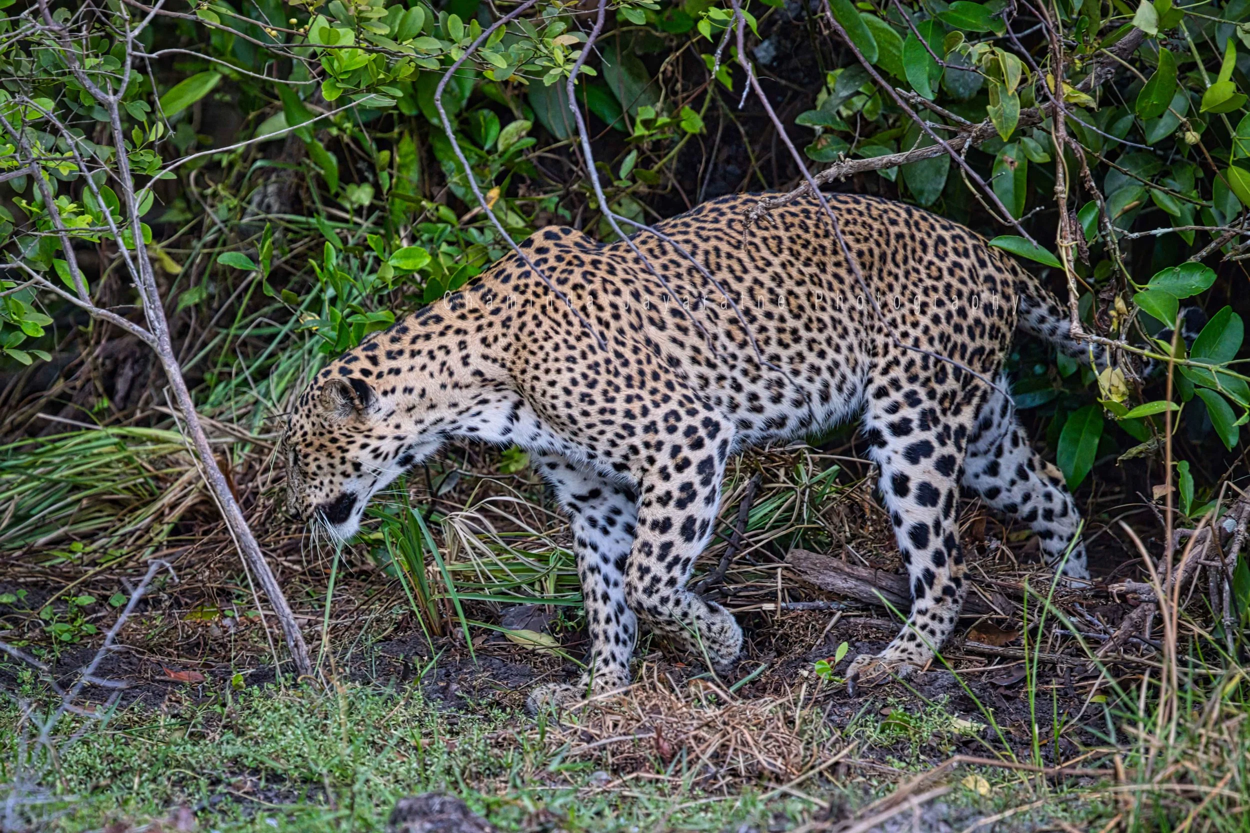 Sri Lankan leopard