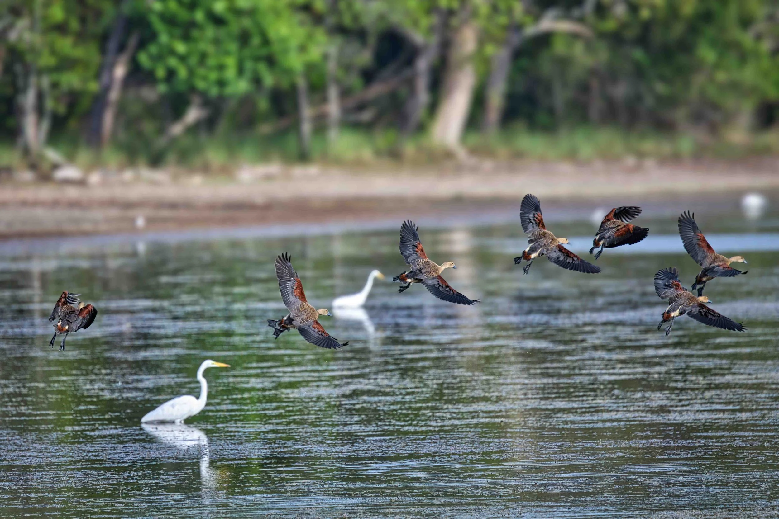 Lesser whistling duck
