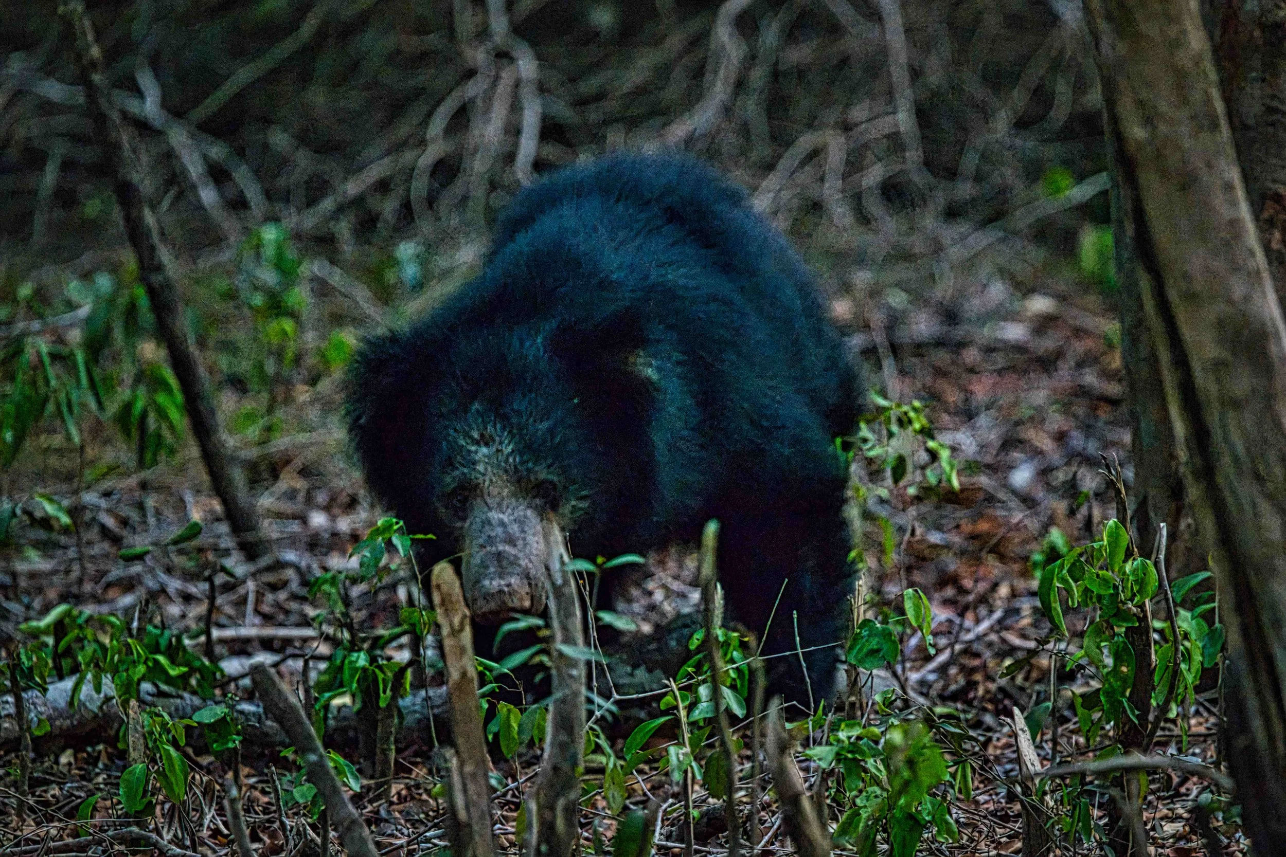 Sri Lankan sloth bear