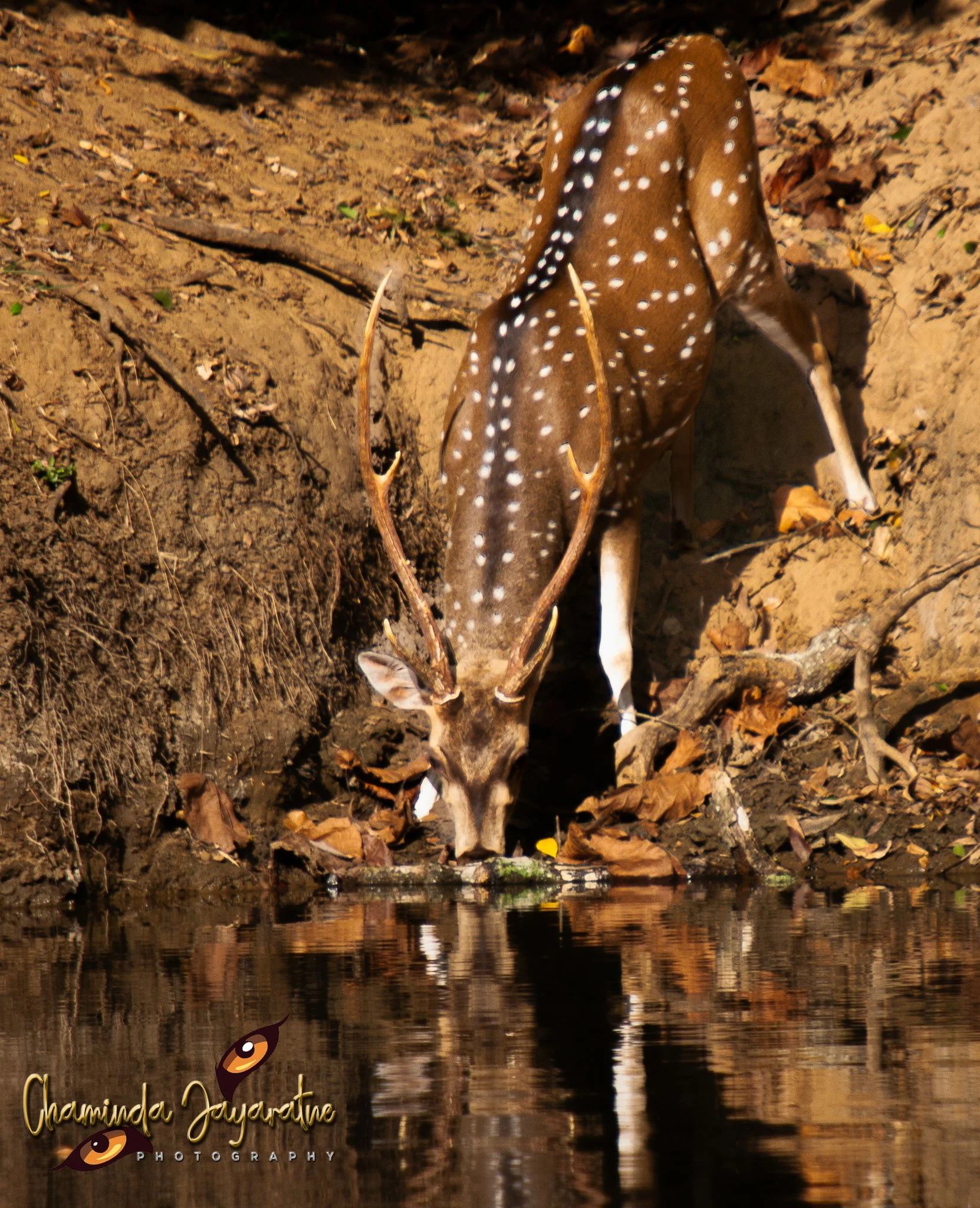A spotted deer (fawn) drinking water from a forest pond, with fallen leaves and branches around.