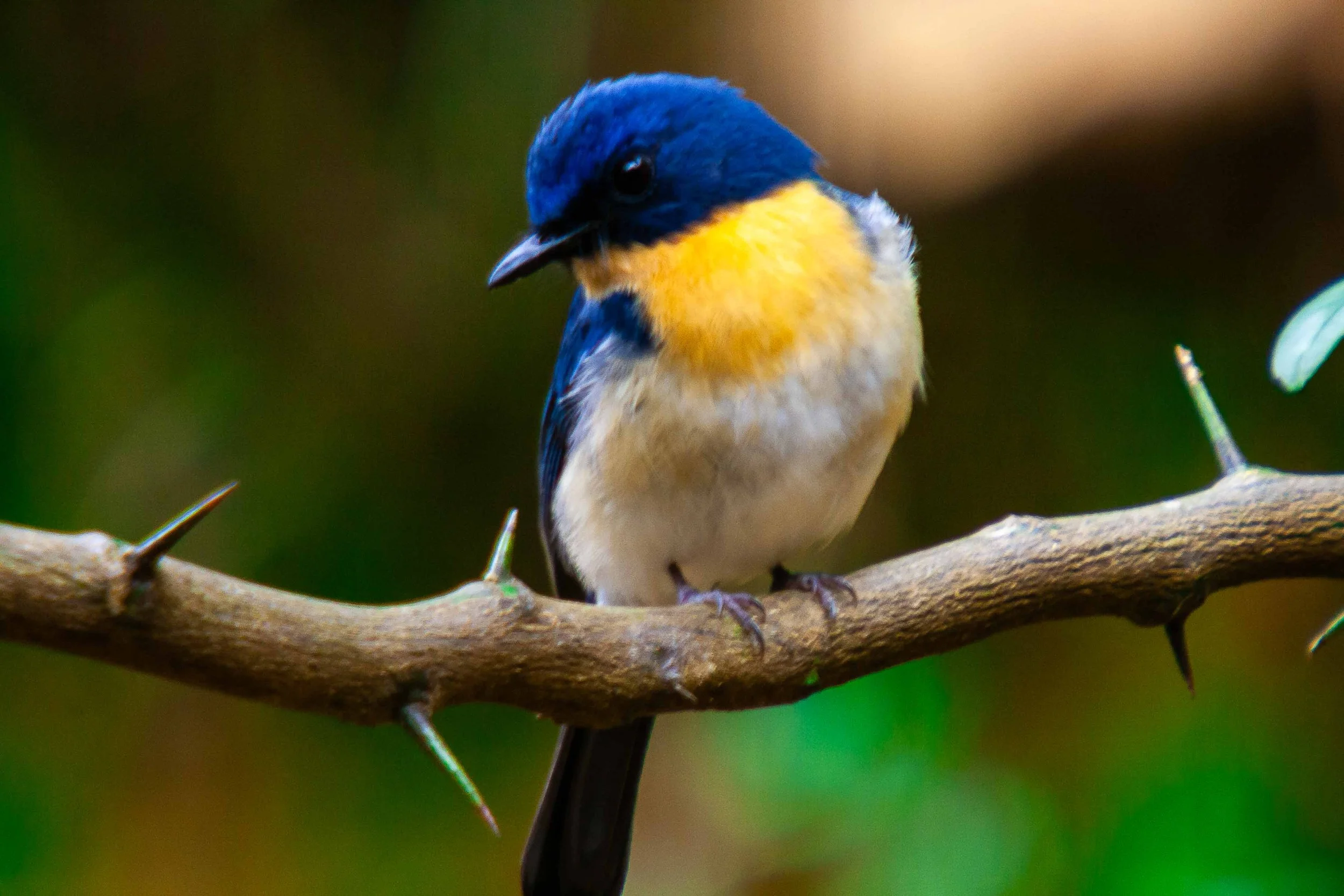 Tickell's blue flycatcher