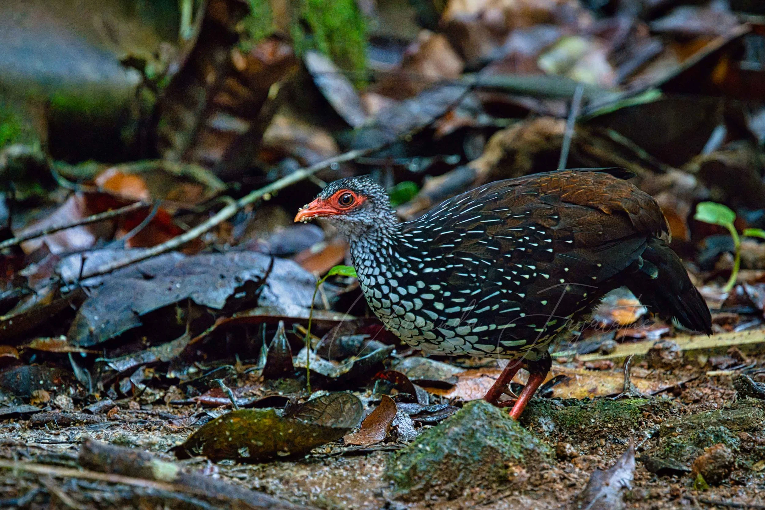 Sri Lanka spurfowl