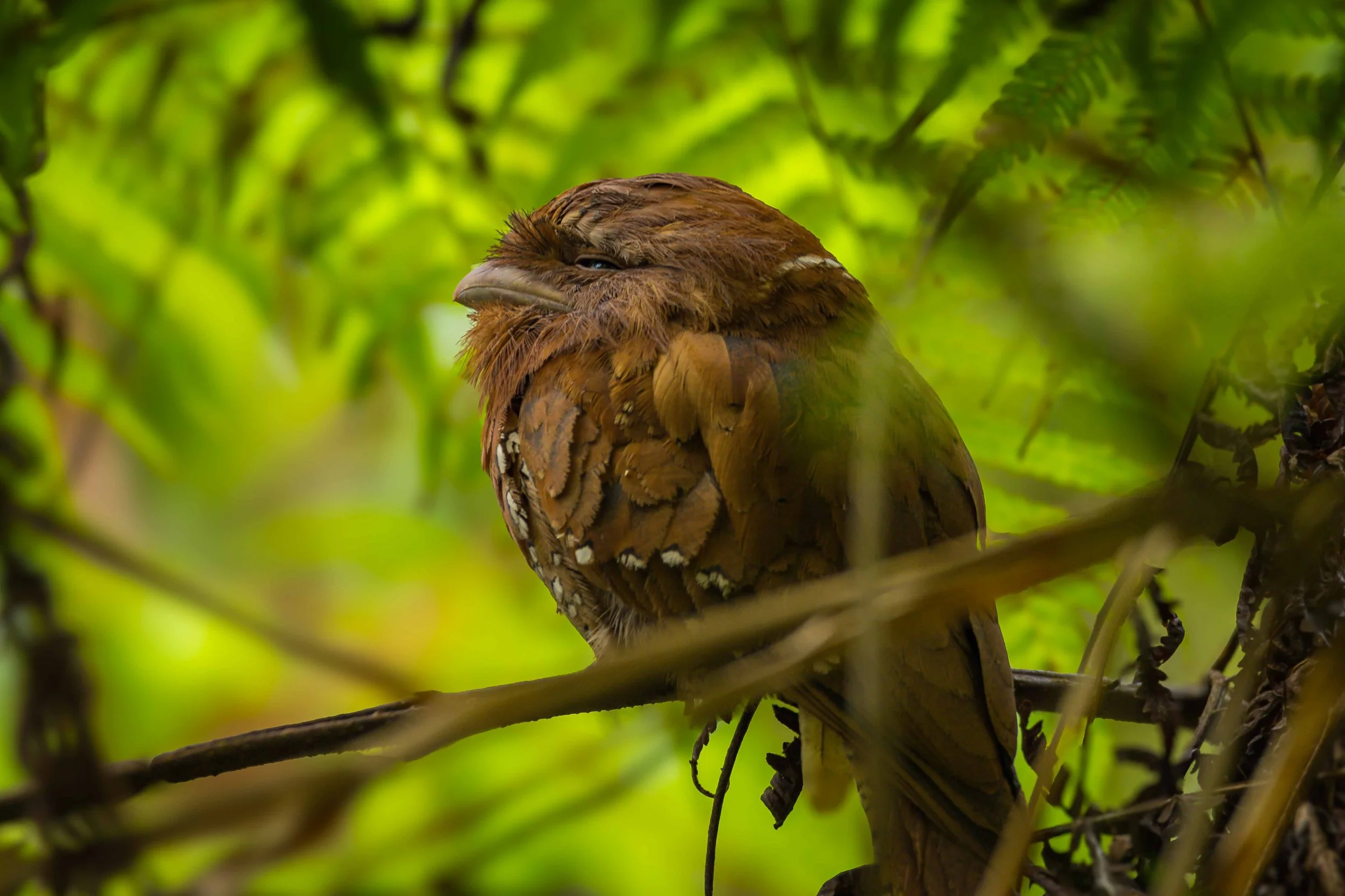 Sri Lanka frogmouth