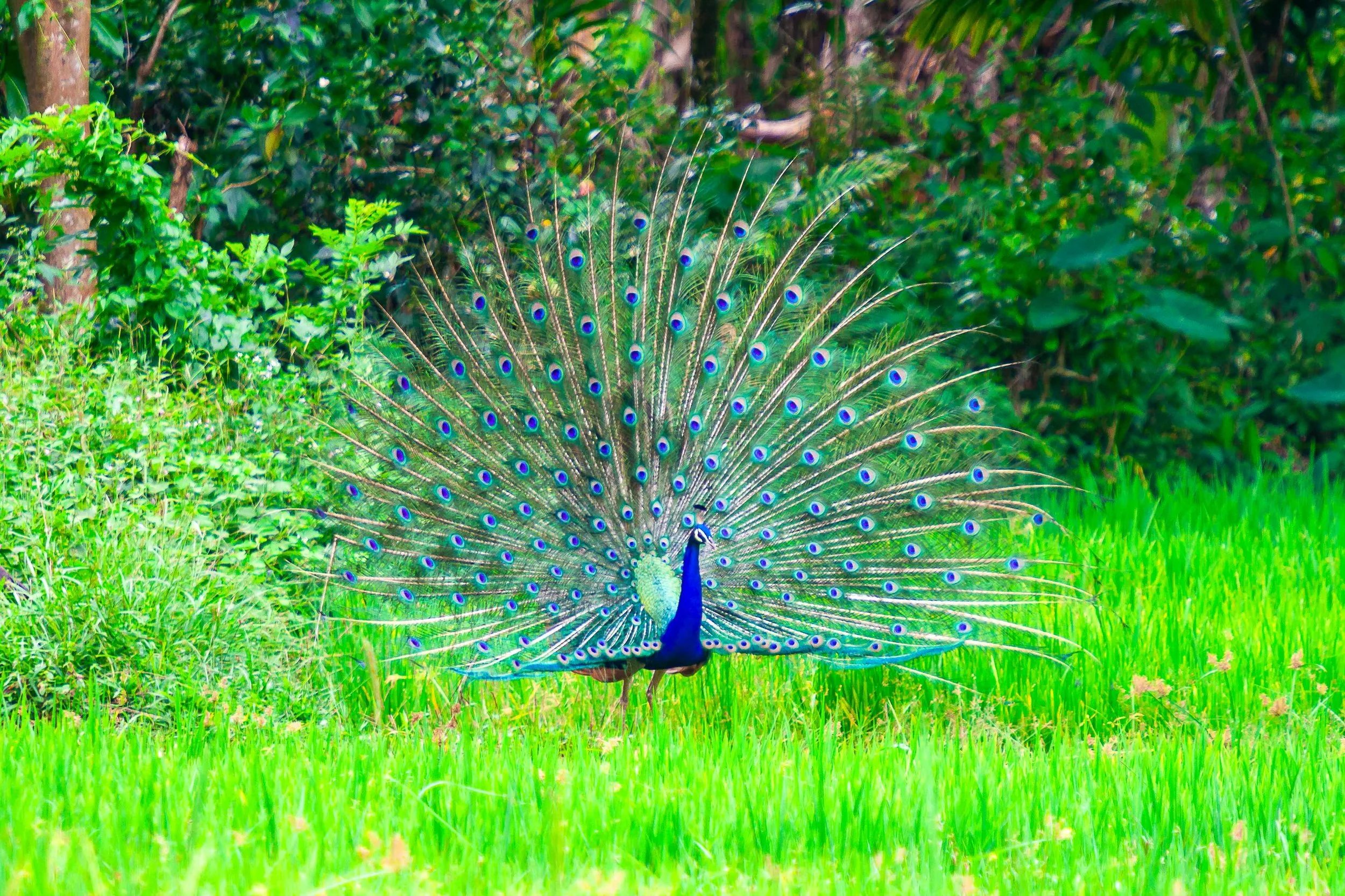 Indian peafowl