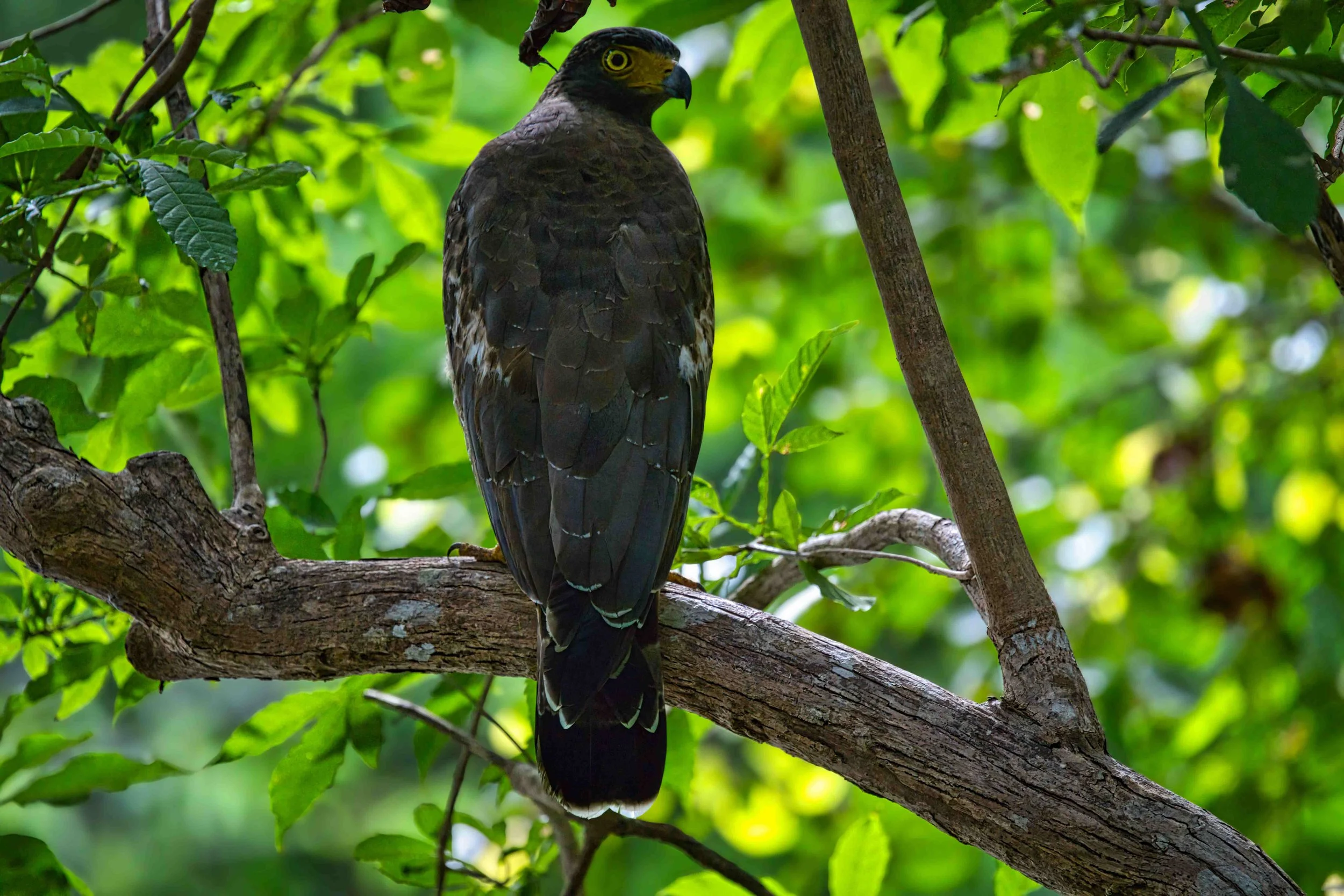 Crested serpent eagle