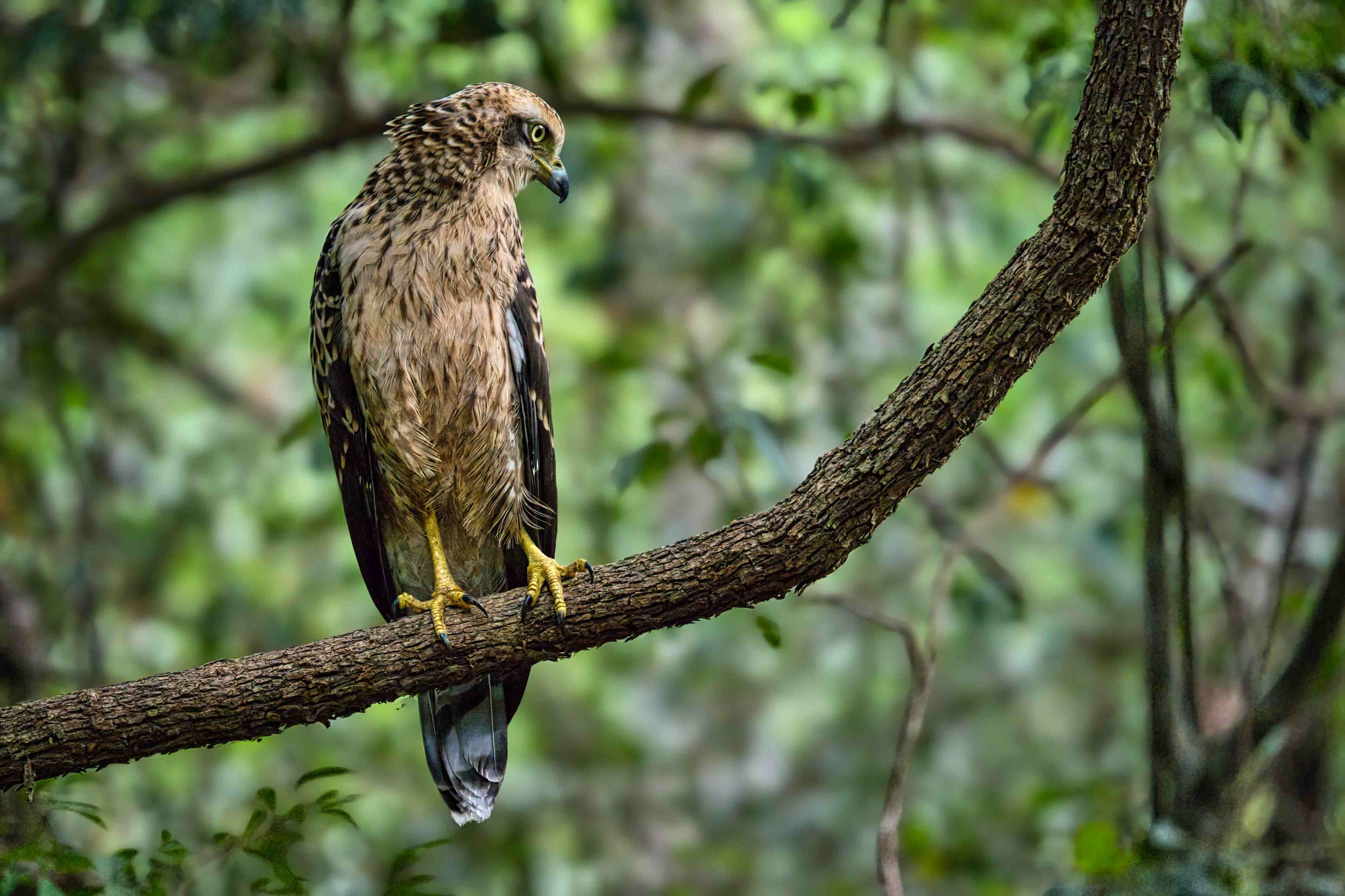 Changeable hawk-eagle