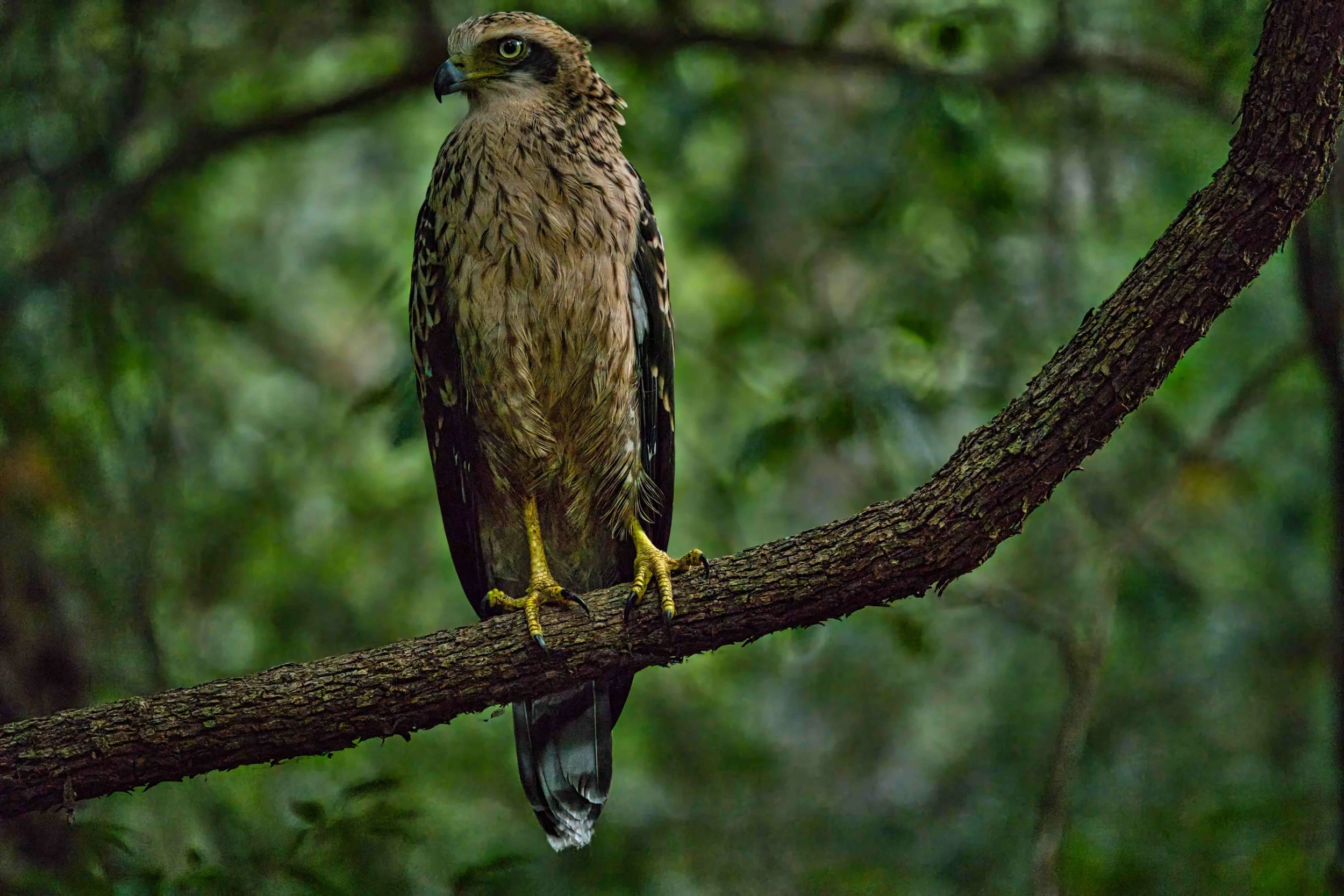 Changeable hawk-eagle