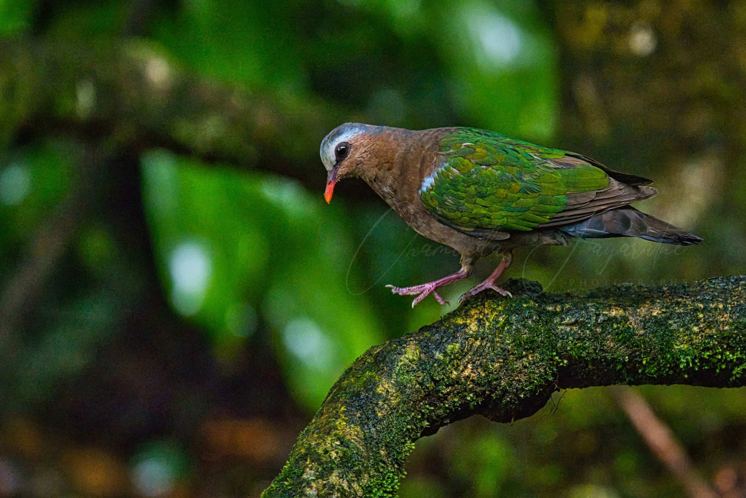 Emerald dove
