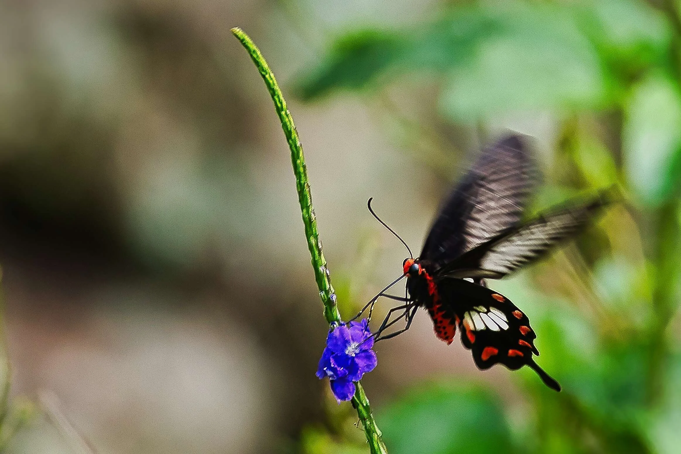 Common Rose