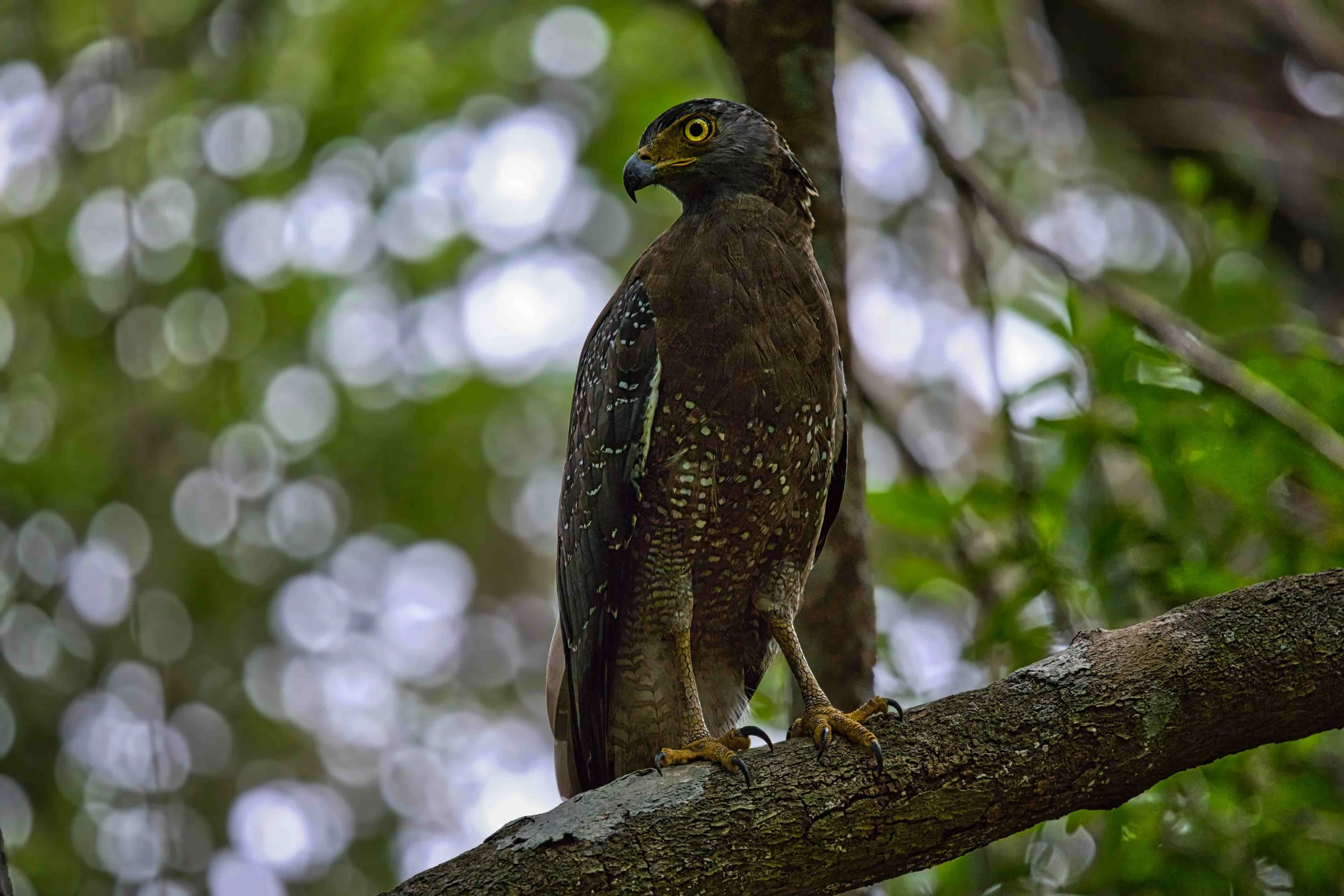 Crested serpent eagle