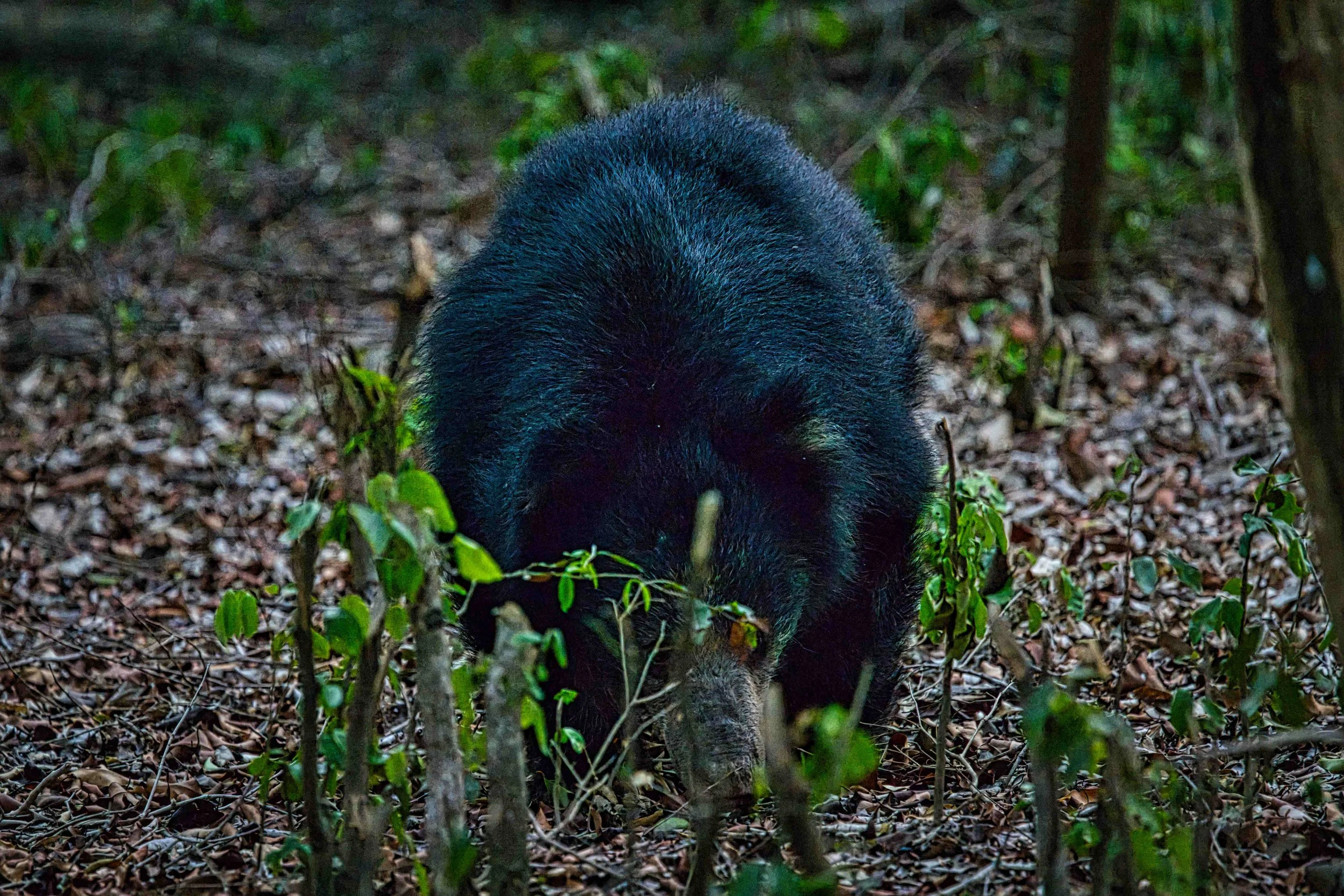 Sri Lankan sloth bear