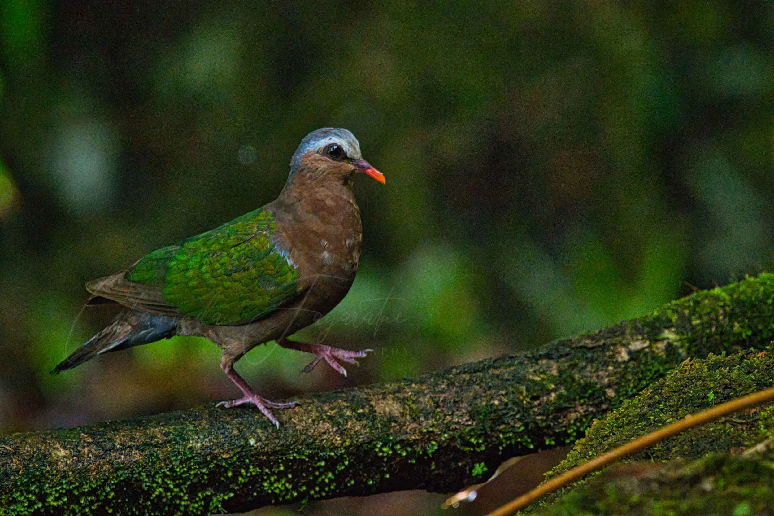 Emerald dove